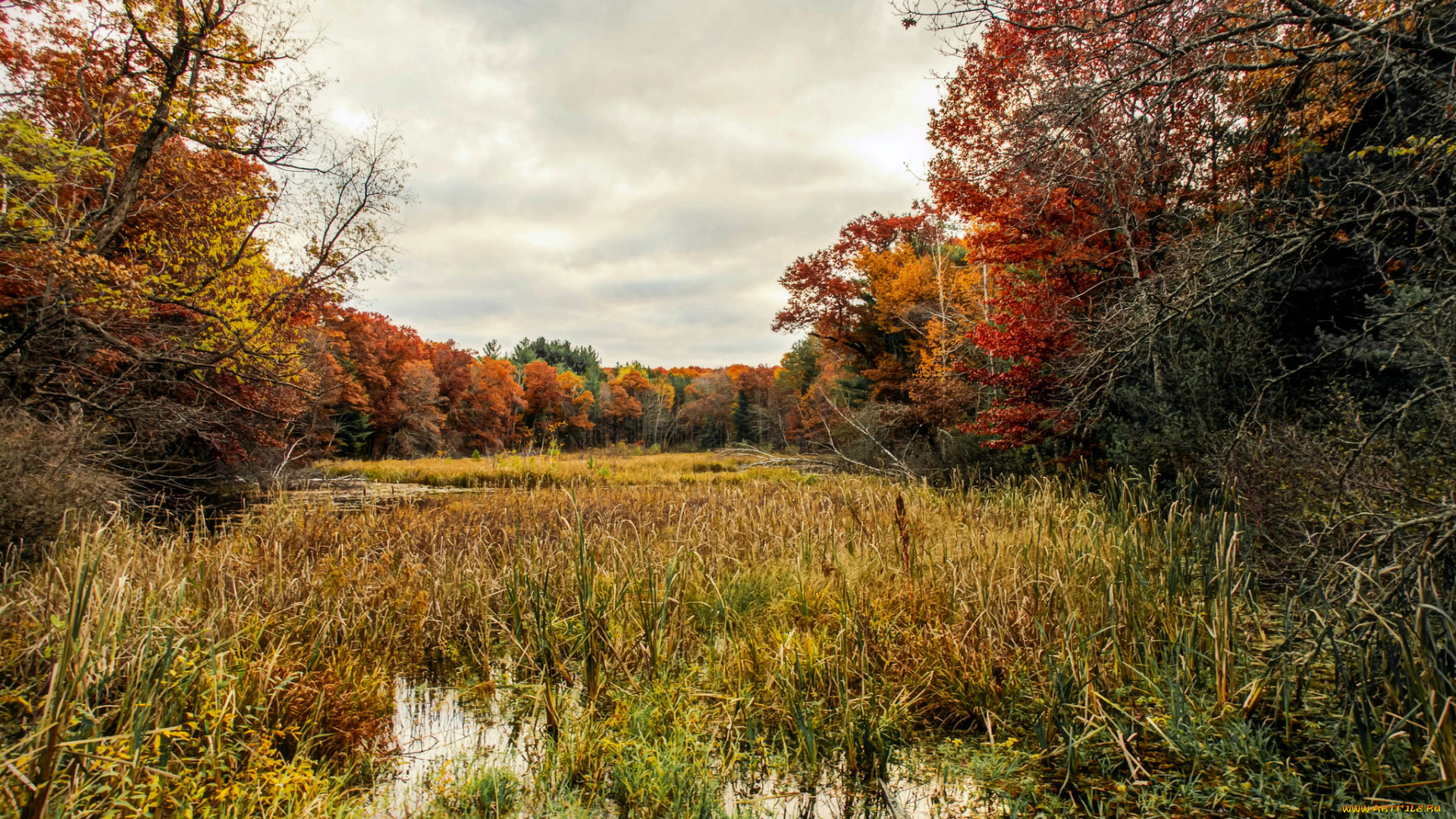 природа, реки, озера, река, лес, осень