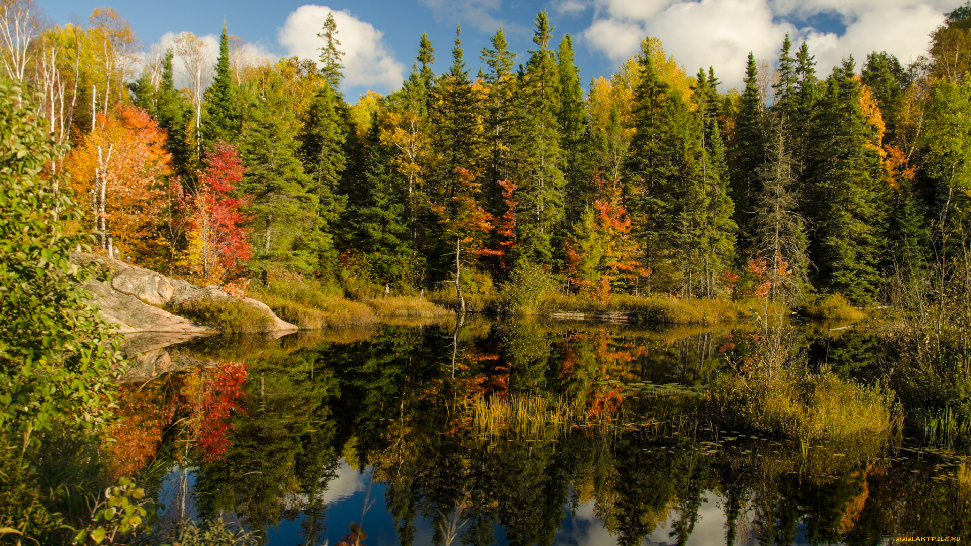 природа, реки, озера, река, лес, осень