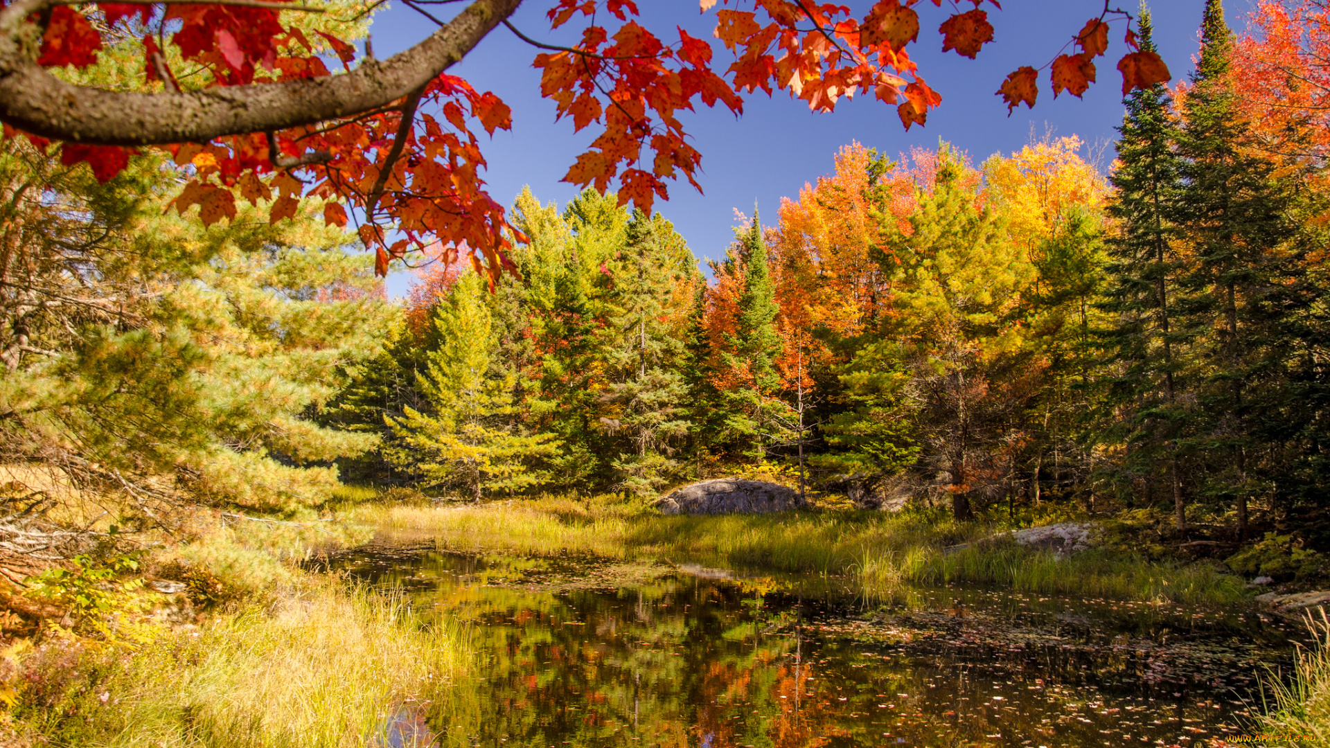 природа, реки, озера, река, лес, осень