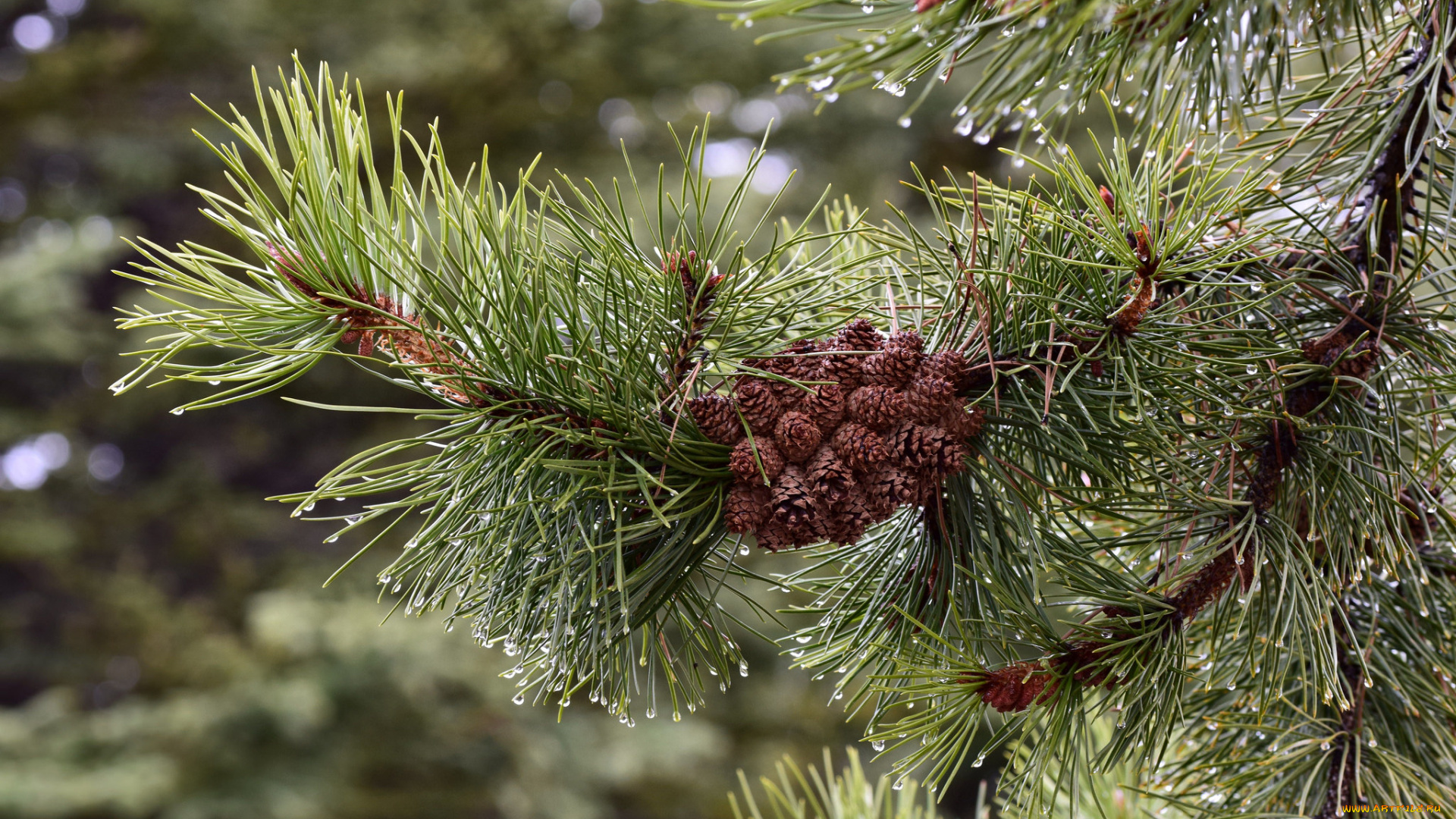 природа, шишки, , жёлуди, , каштаны, сосна