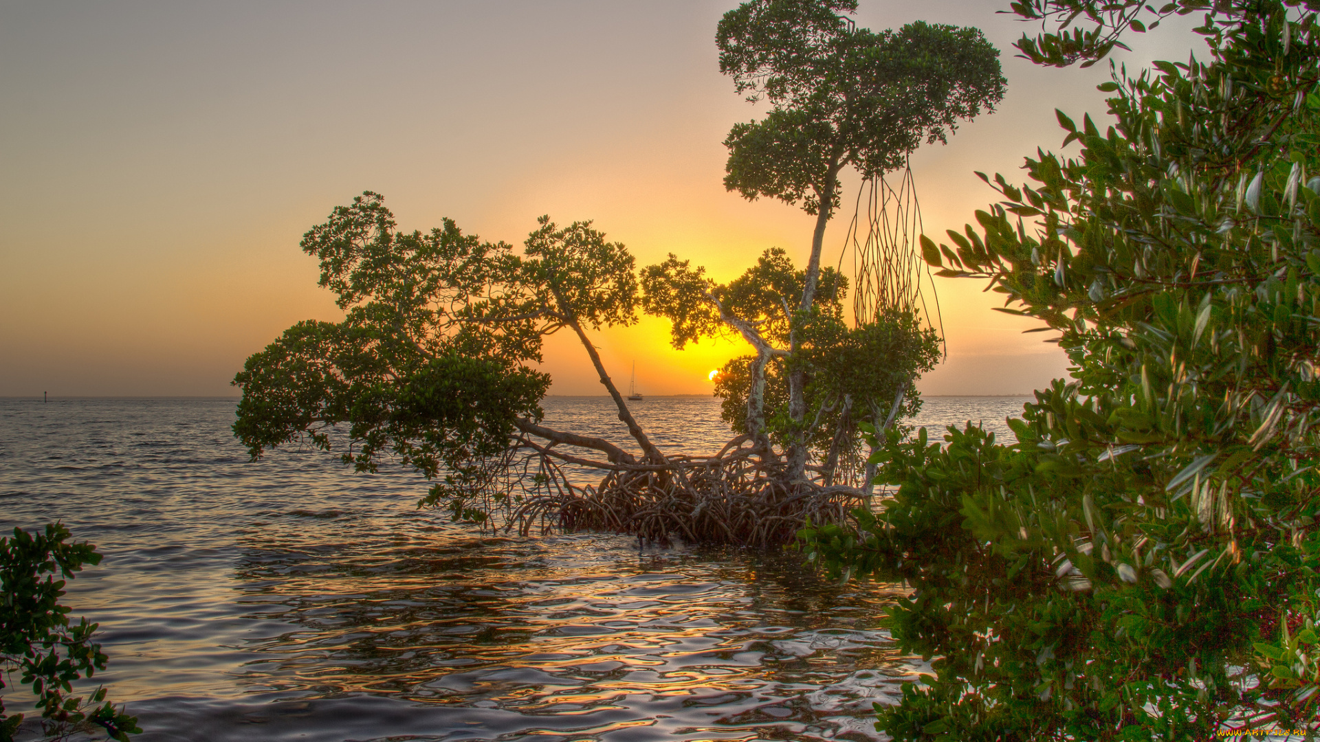 природа, восходы, закаты, океан, мангры, рассвет