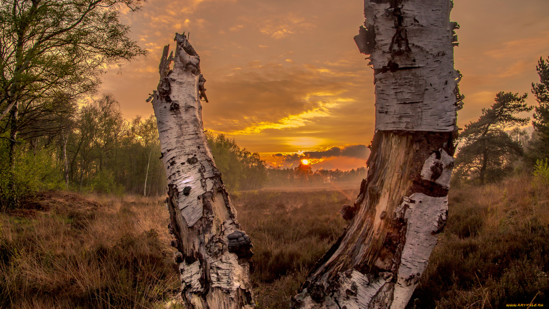 природа, восходы, закаты, sunset, in, the, forrest, поле, лес, берёза, закат, солнце