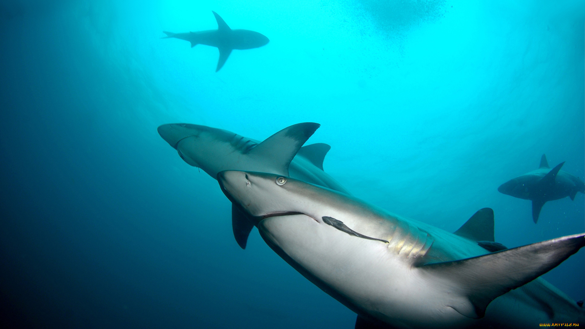 shark, животные, акулы, море, рыбы, хищник, акула