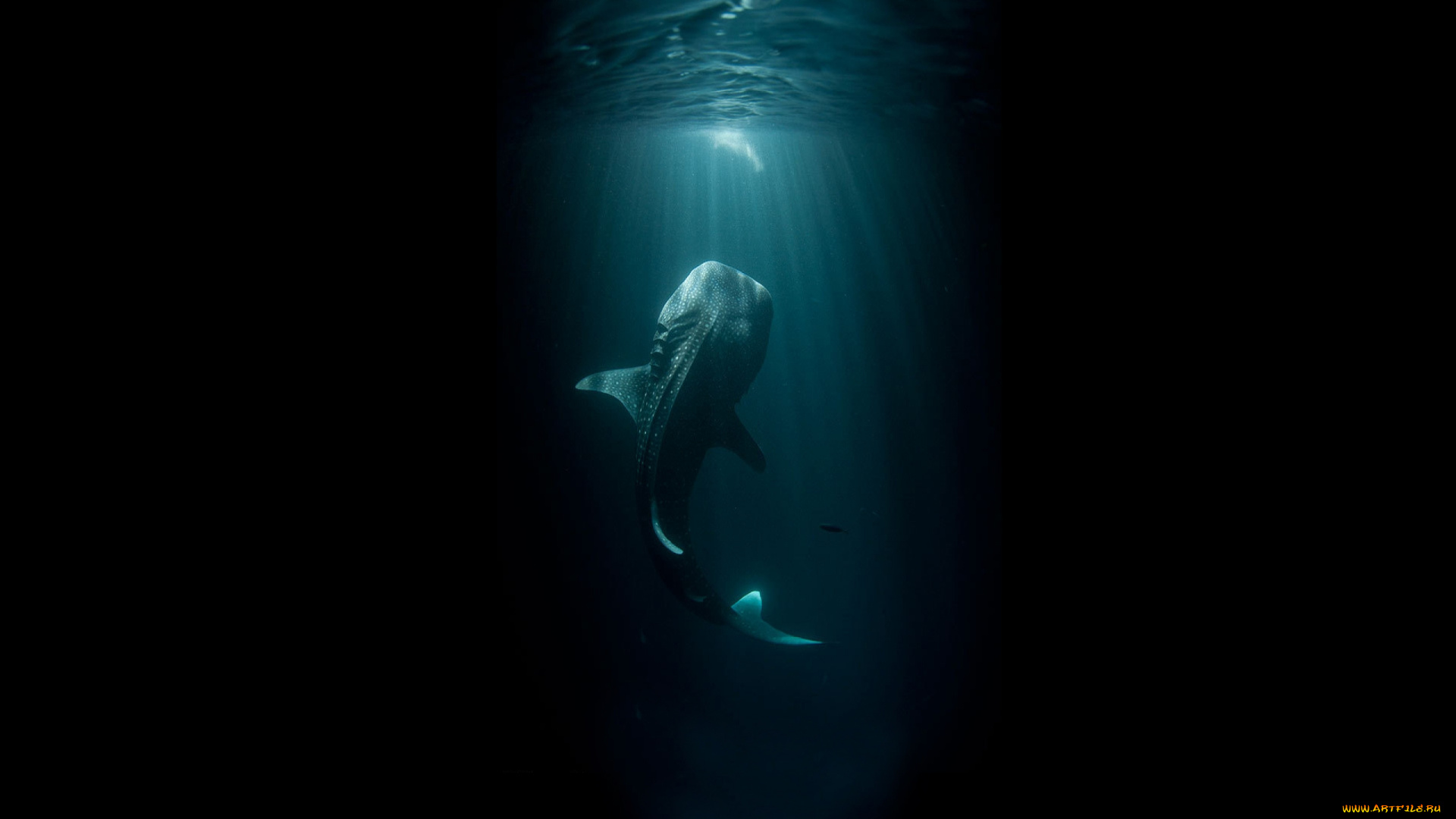 shark, животные, акулы, рыбы, море, хищник, акула