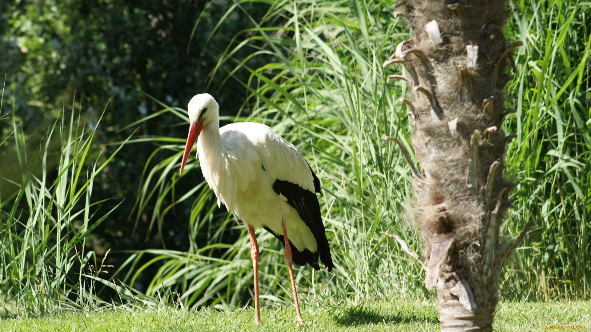 животные, аисты, аист