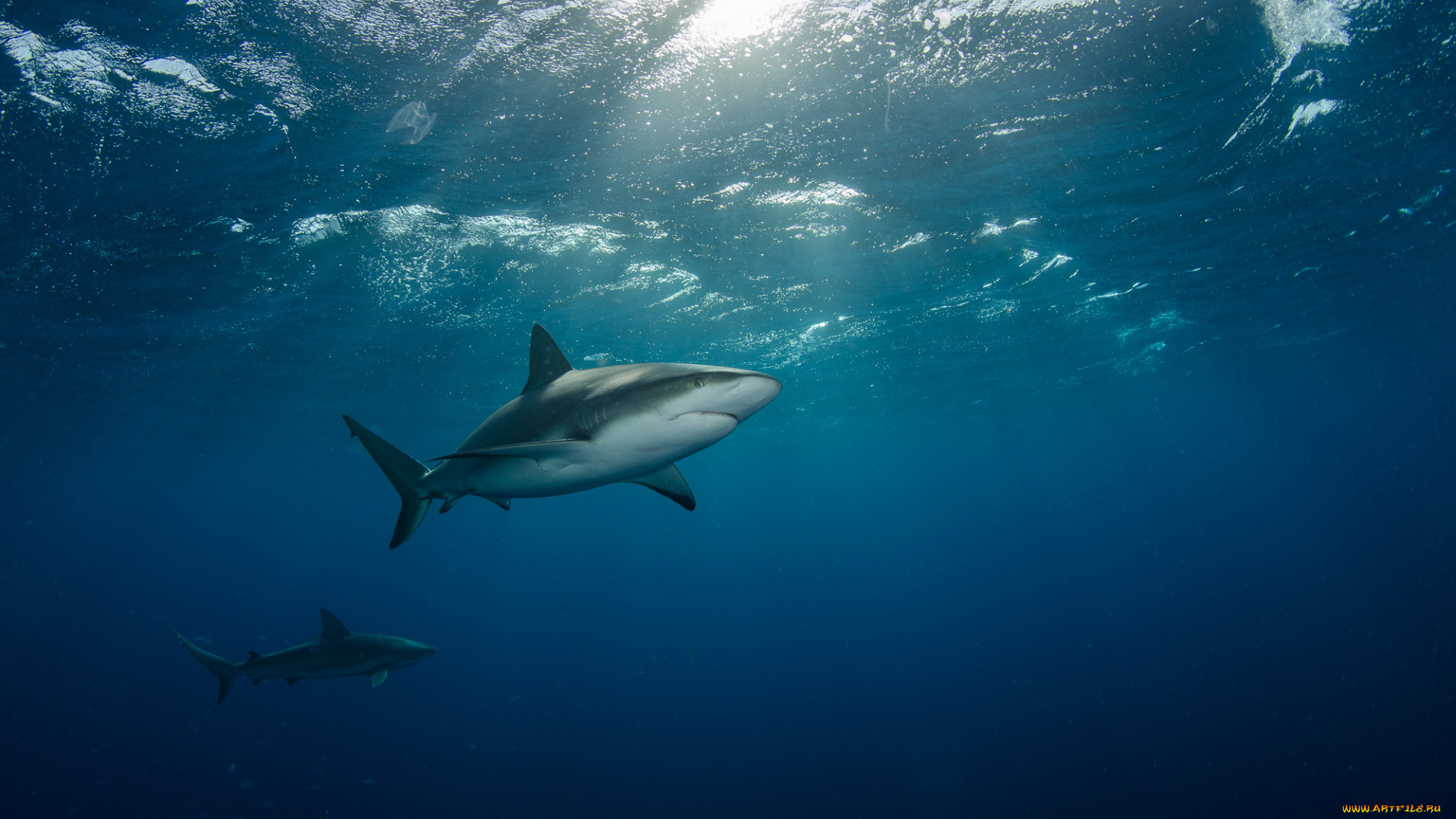 животные, акулы, две, плывут, под, водой, море, лучи, света