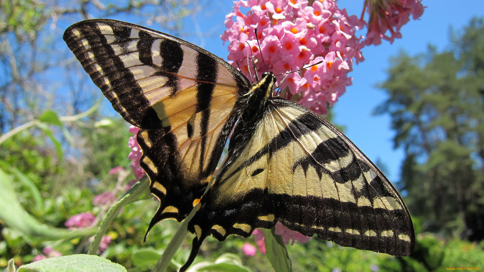 животные, бабочки, , мотыльки, , моли, бабочка, цветок