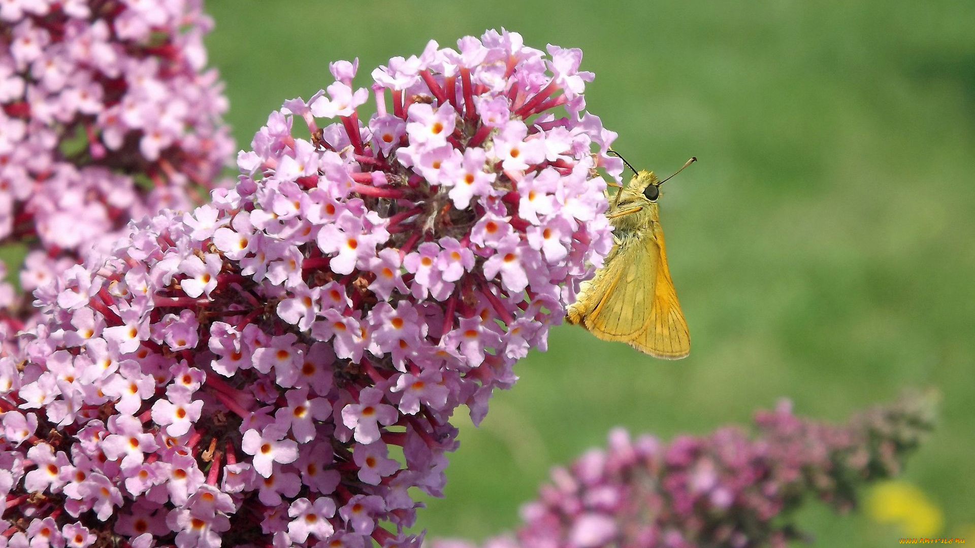 животные, бабочки, , мотыльки, , моли, цветы, бабочка