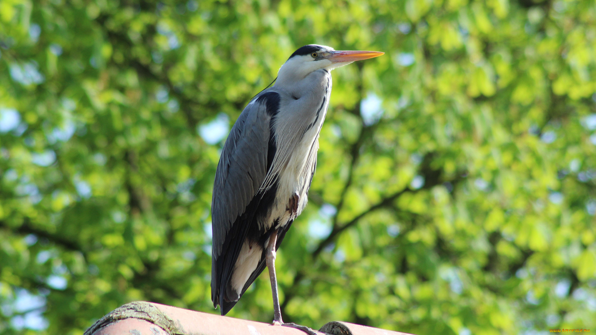 животные, цапли, , выпи, аист