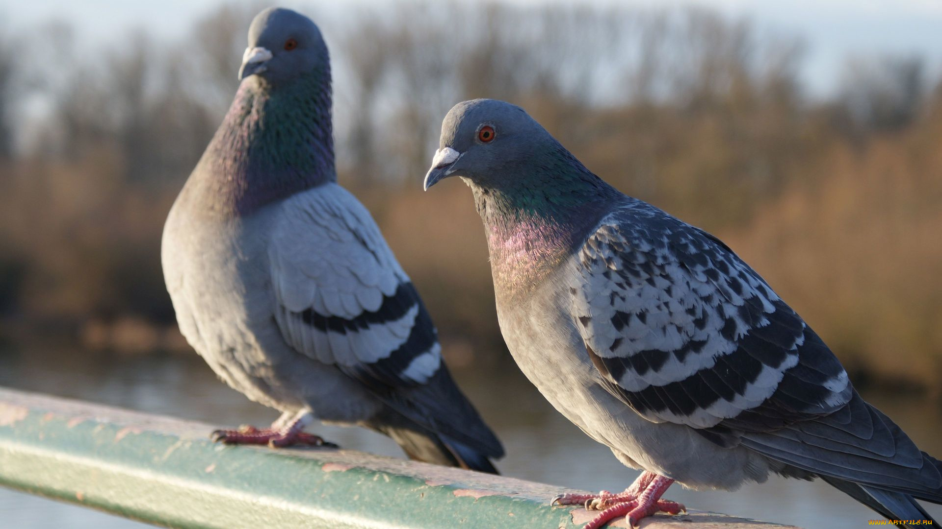 животные, голуби