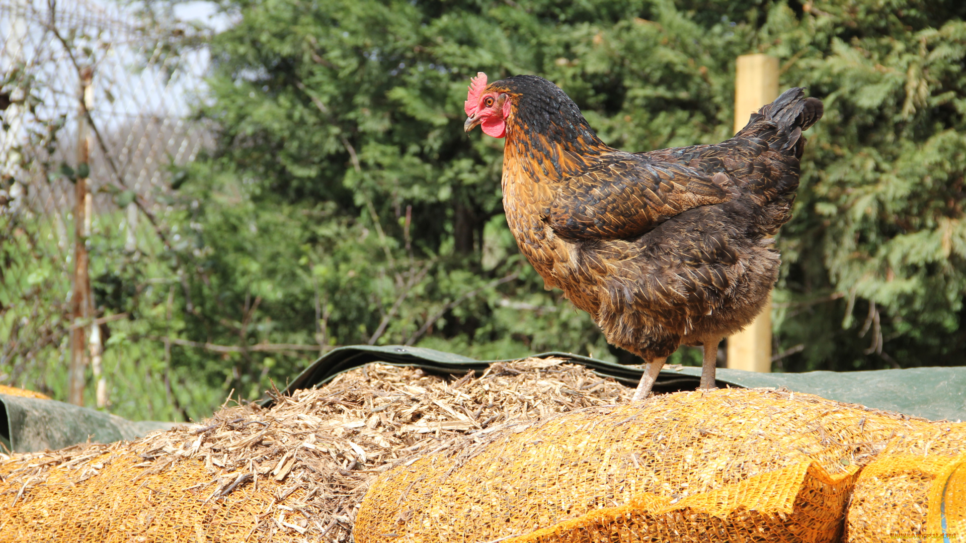 животные, куры, , петухи, курица