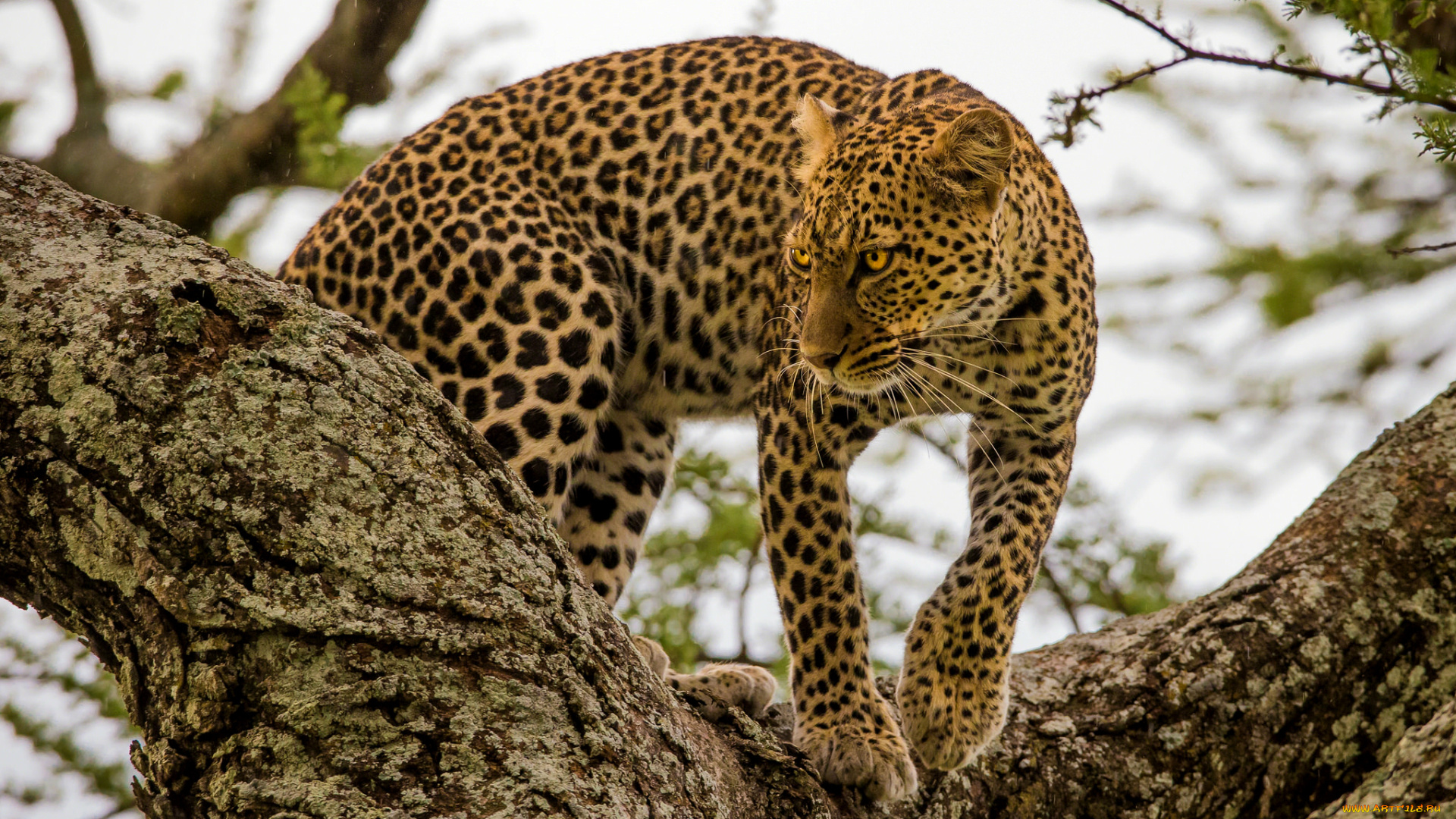 животные, леопарды, пятна, хищник, дерево, леопард