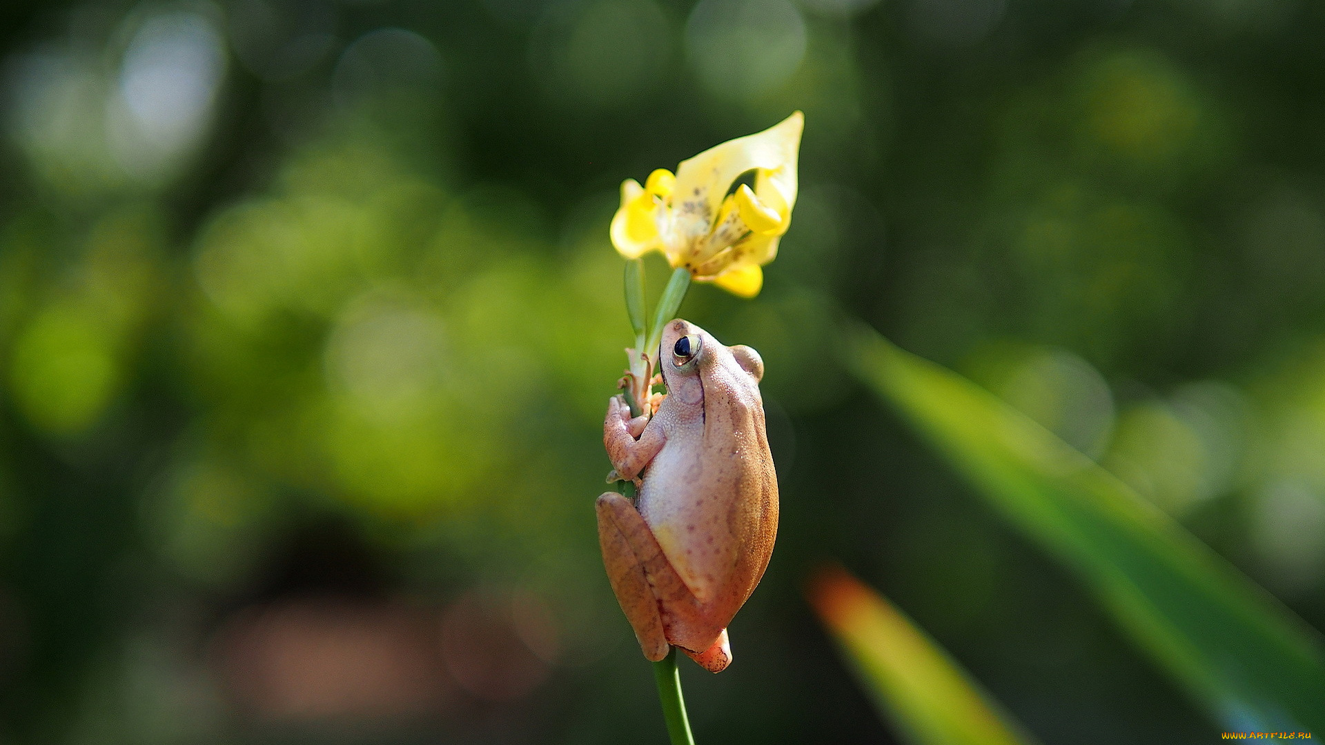 животные, лягушки, цветок, желтый, ирис, лягушка, древесная, белогрудая