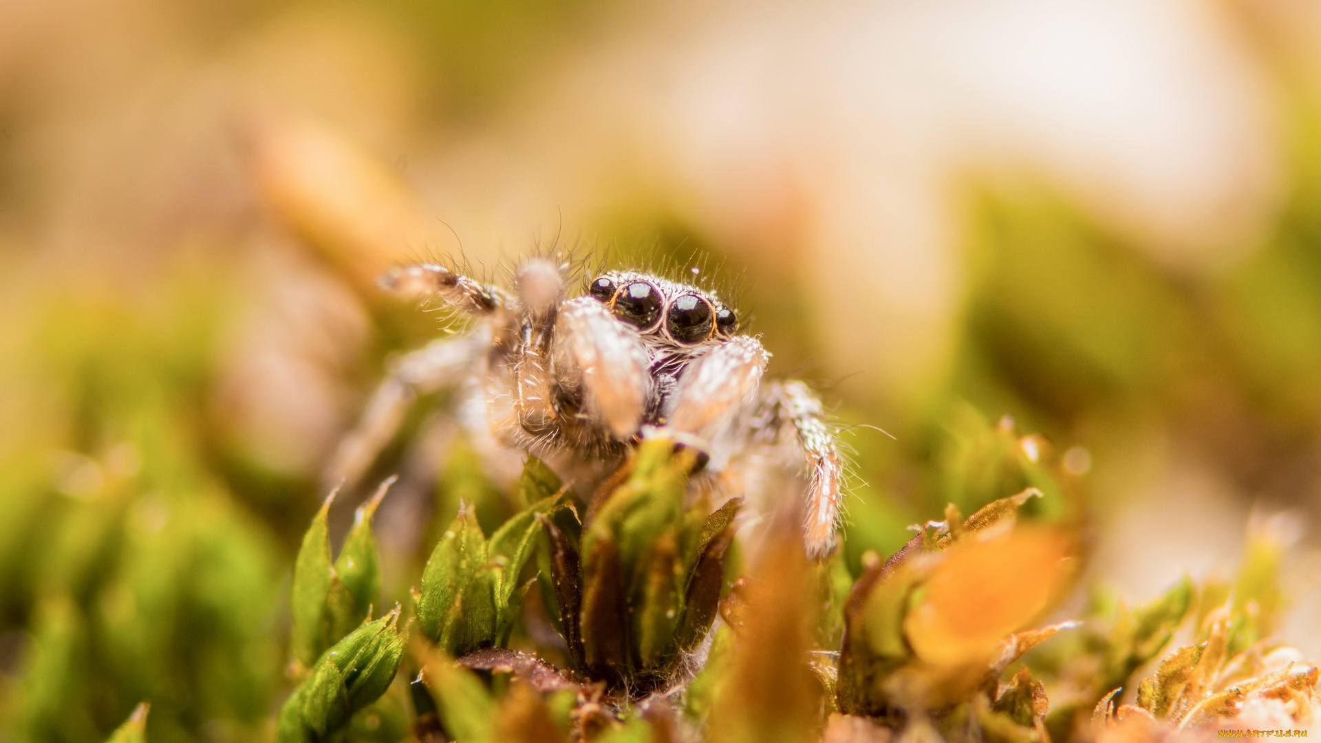 животные, пауки, паук, трава, природа