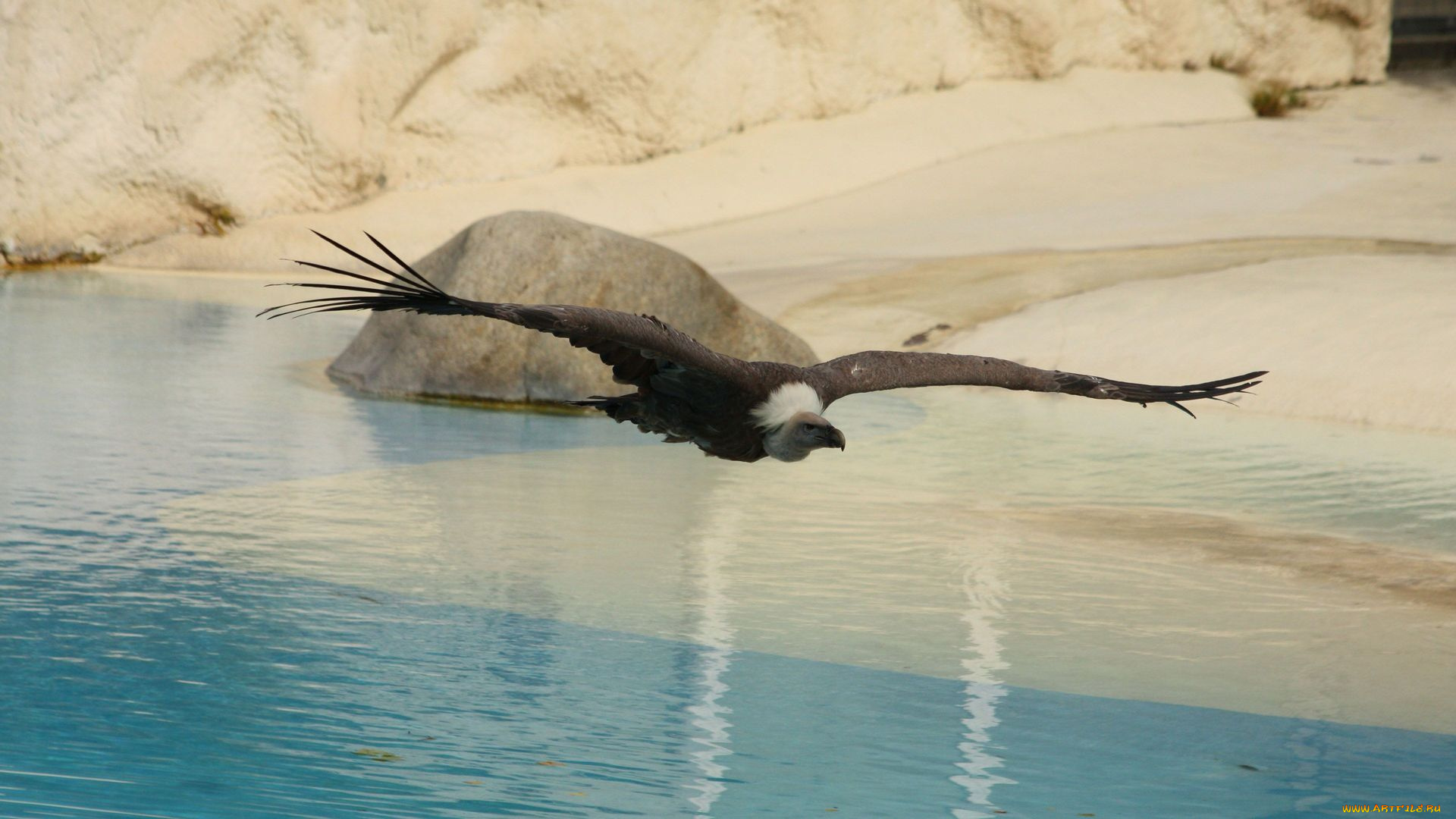 животные, птицы, -, хищники, гриф, поле