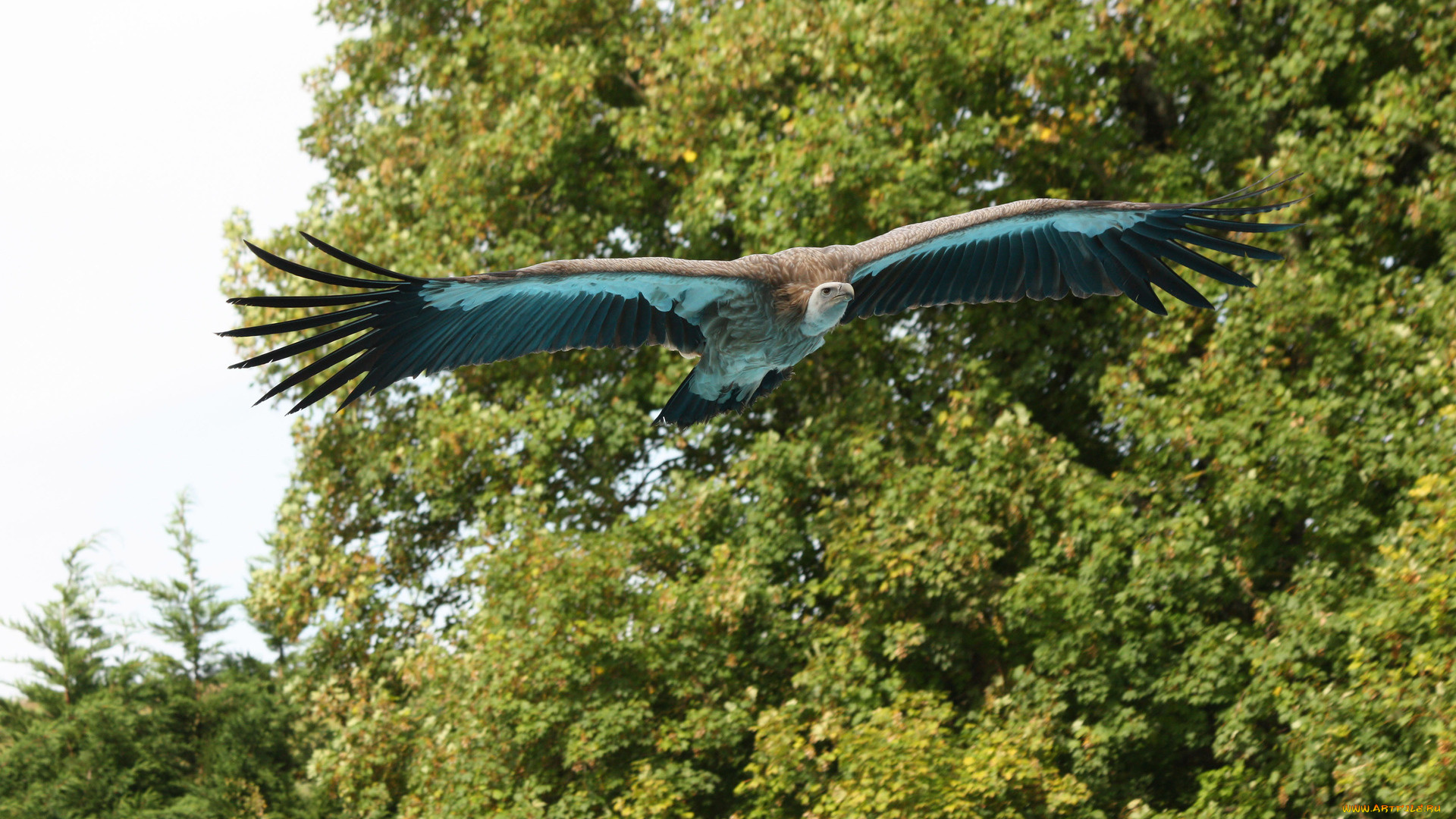 животные, птицы, -, хищники, полет