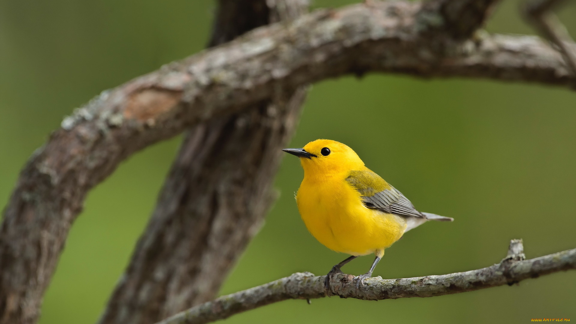 животные, птицы, птица, дерево, природа