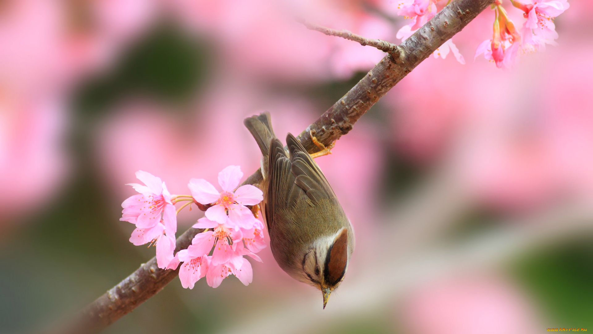 животные, птицы, сакура, ветка, птица, юхина, весна