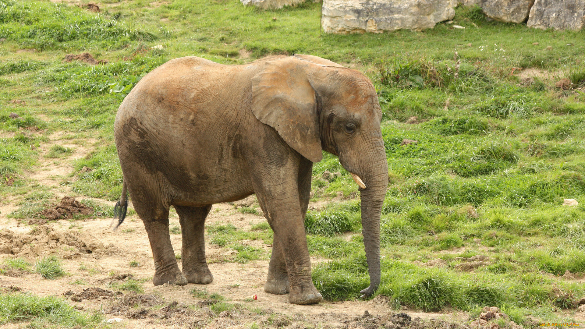 животные, слоны, слон