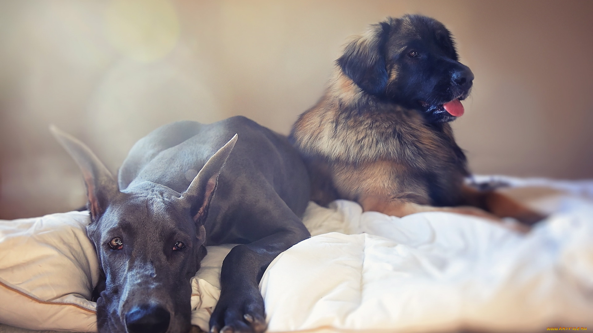 животные, собаки, дом, уют