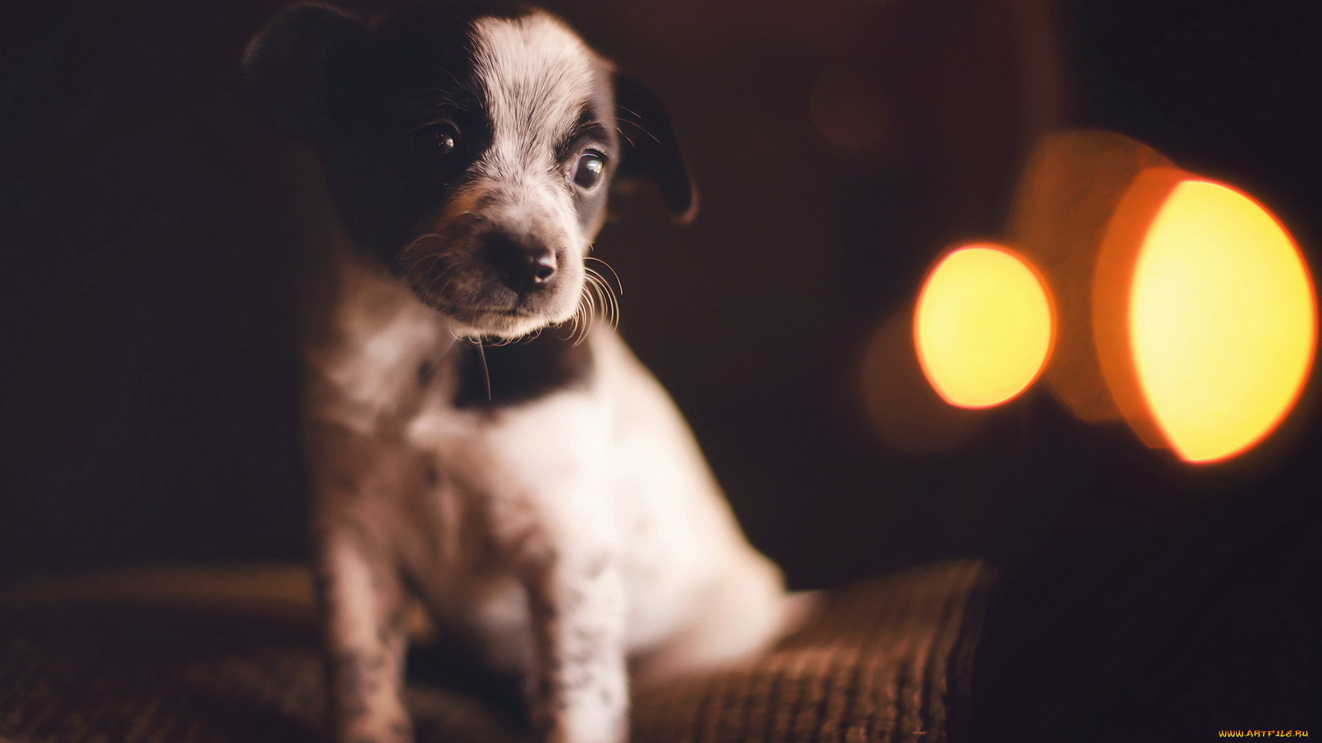 животные, собаки, собака, щенок, взгляд