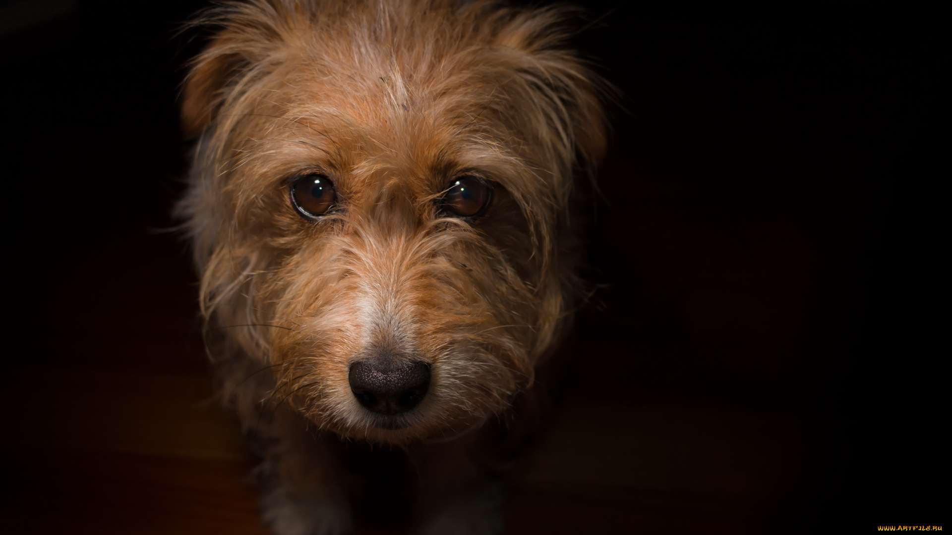 животные, собаки, взгляд, собака, друг