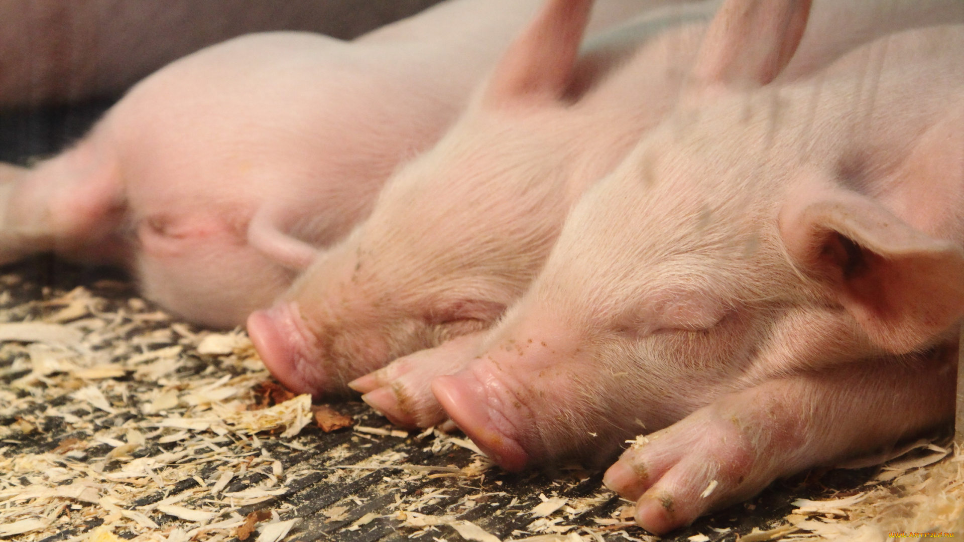 животные, свиньи, , кабаны, поросята, хлев, спит