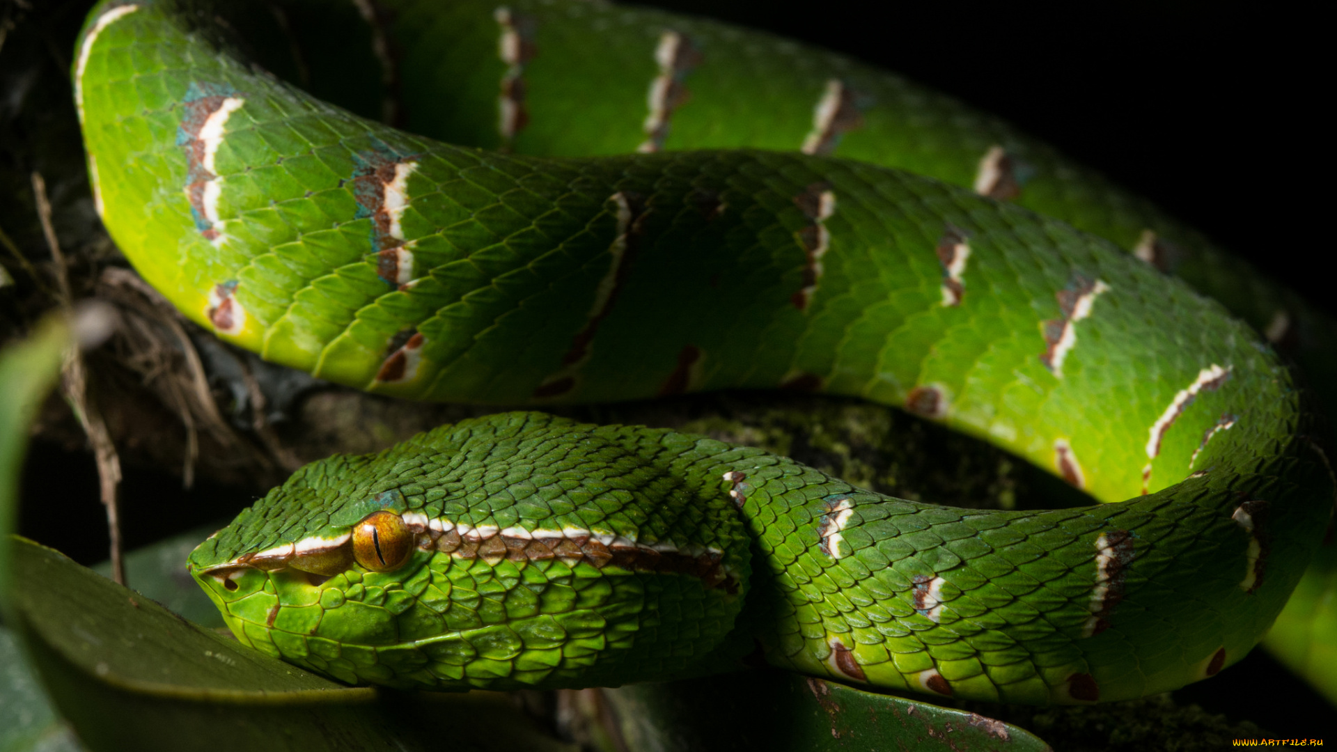 животные, змеи, , питоны, , кобры, зеленая, змея