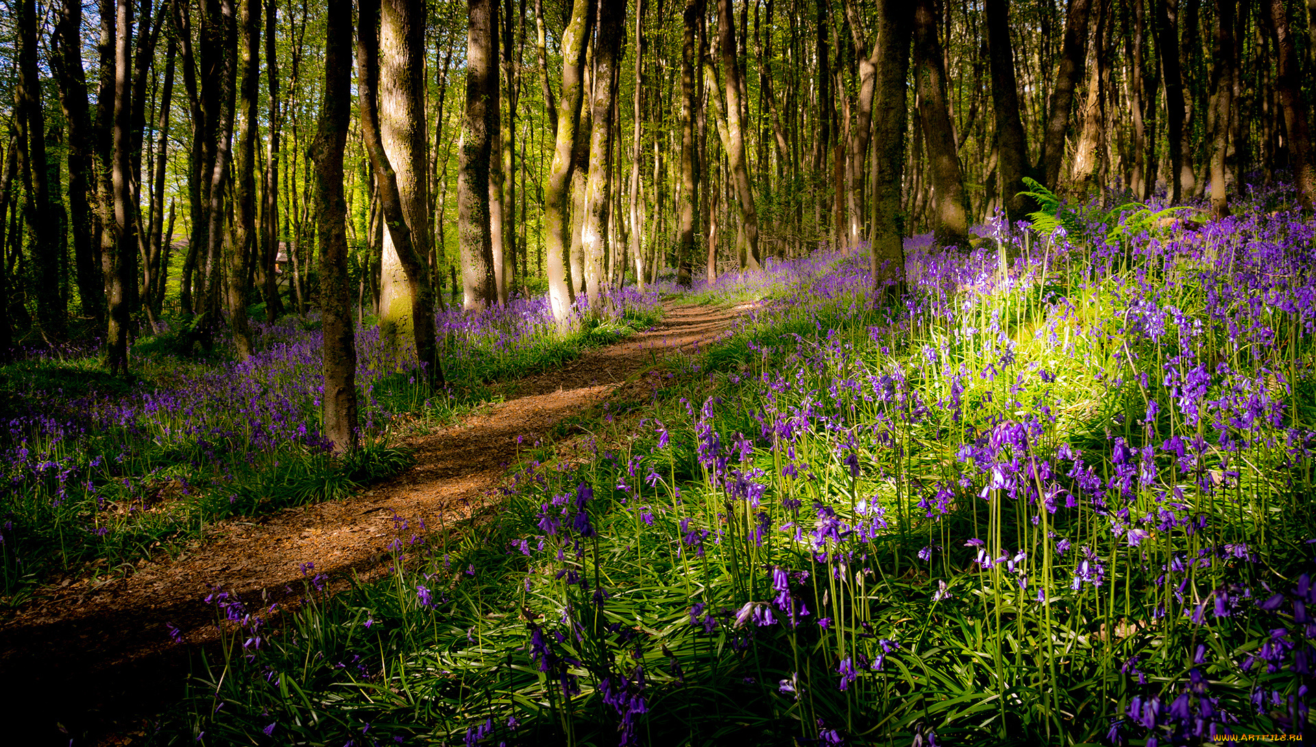 природа, дороги, тропа, лес