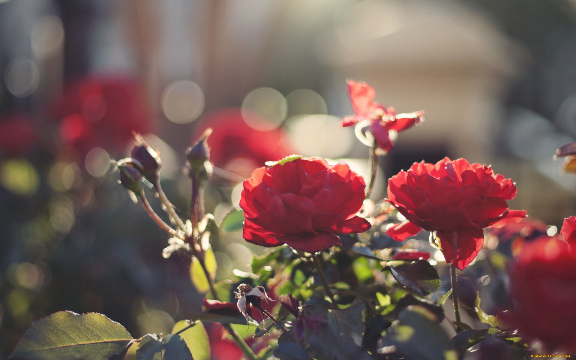 цветы, розы, лепестки, свет, листья