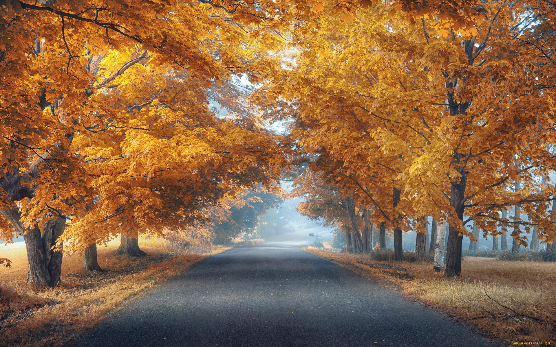 природа, дороги, туман, дорога, деревья