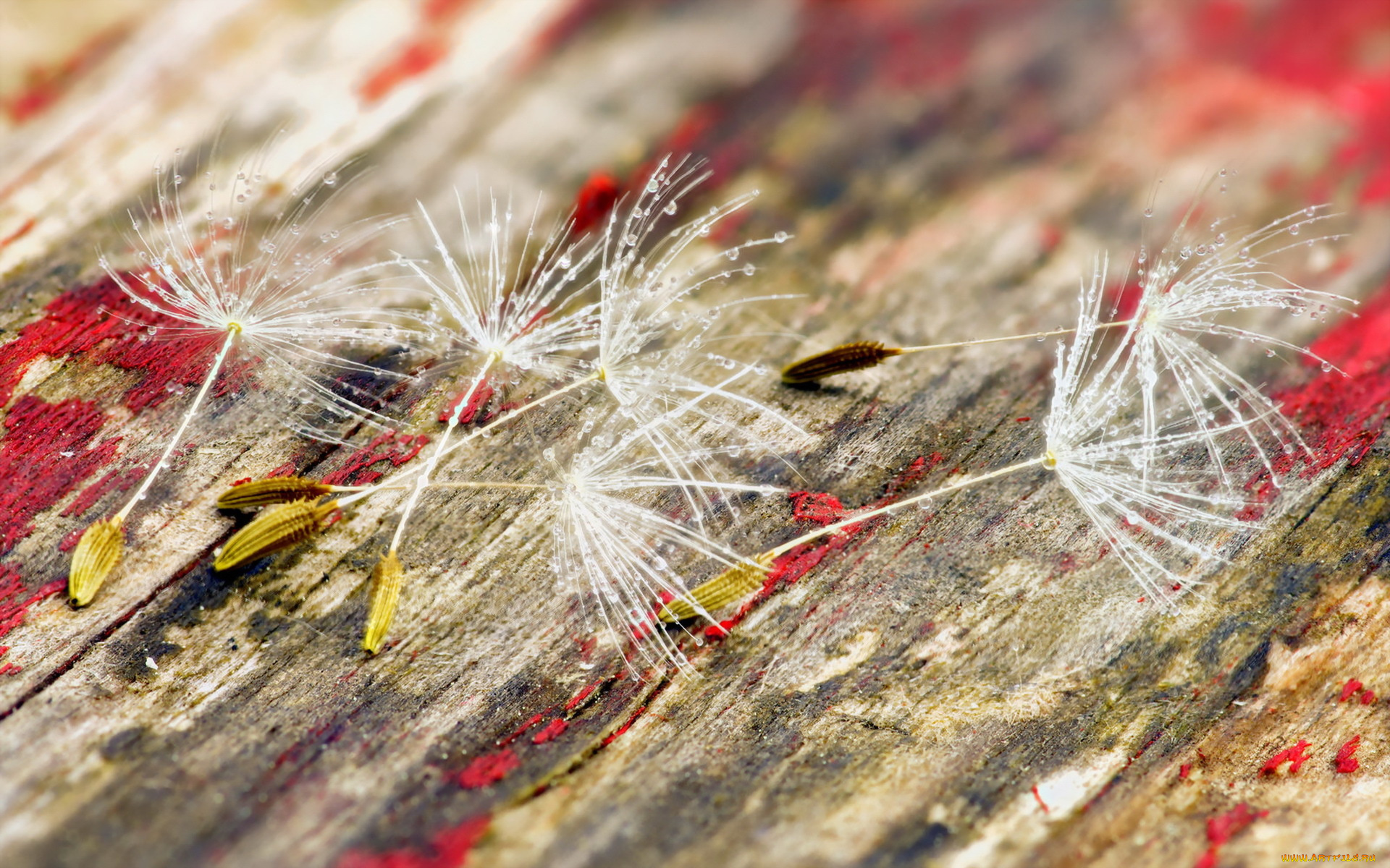 природа, макро, семена, фон