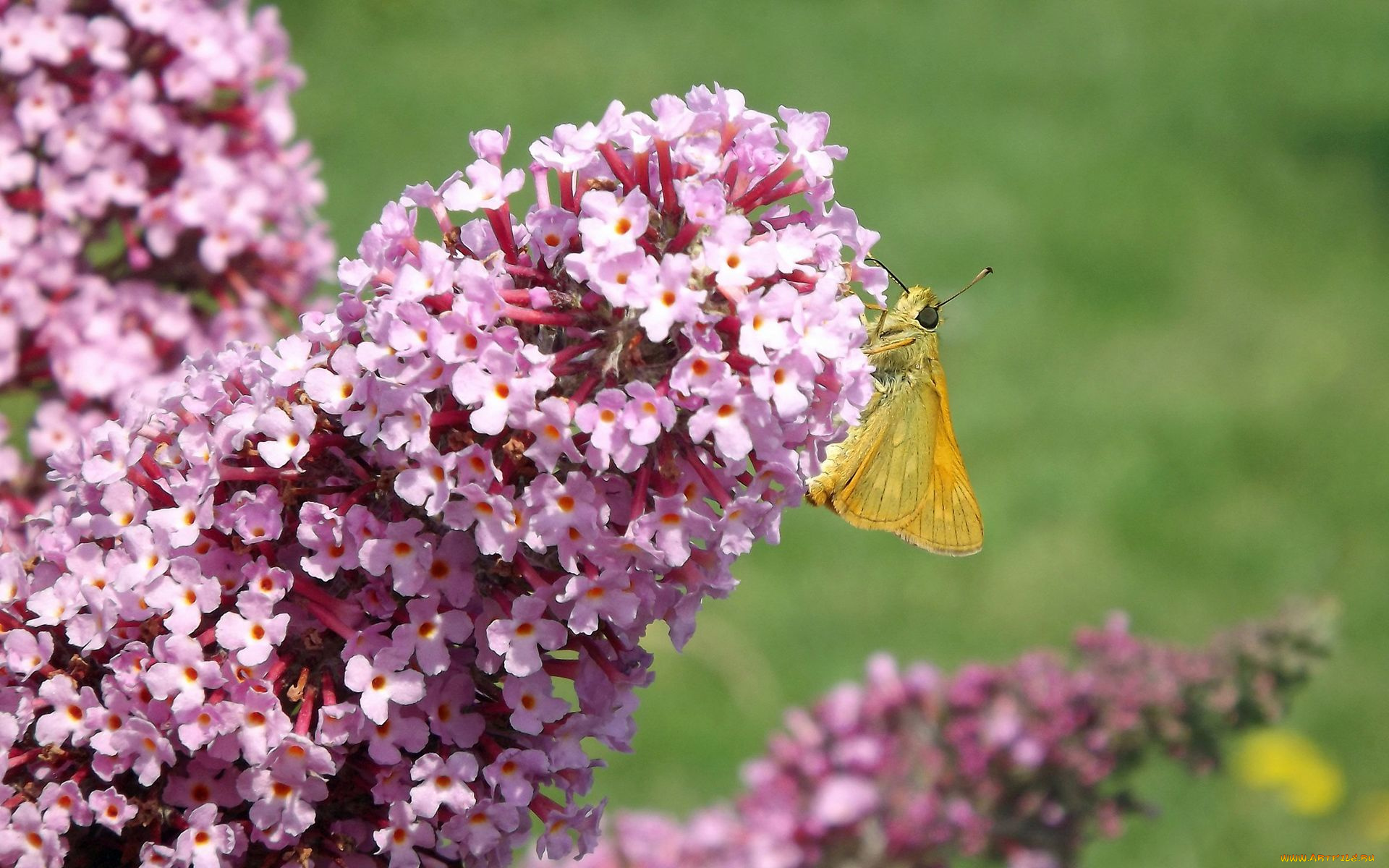 животные, бабочки, , мотыльки, , моли, цветы, бабочка