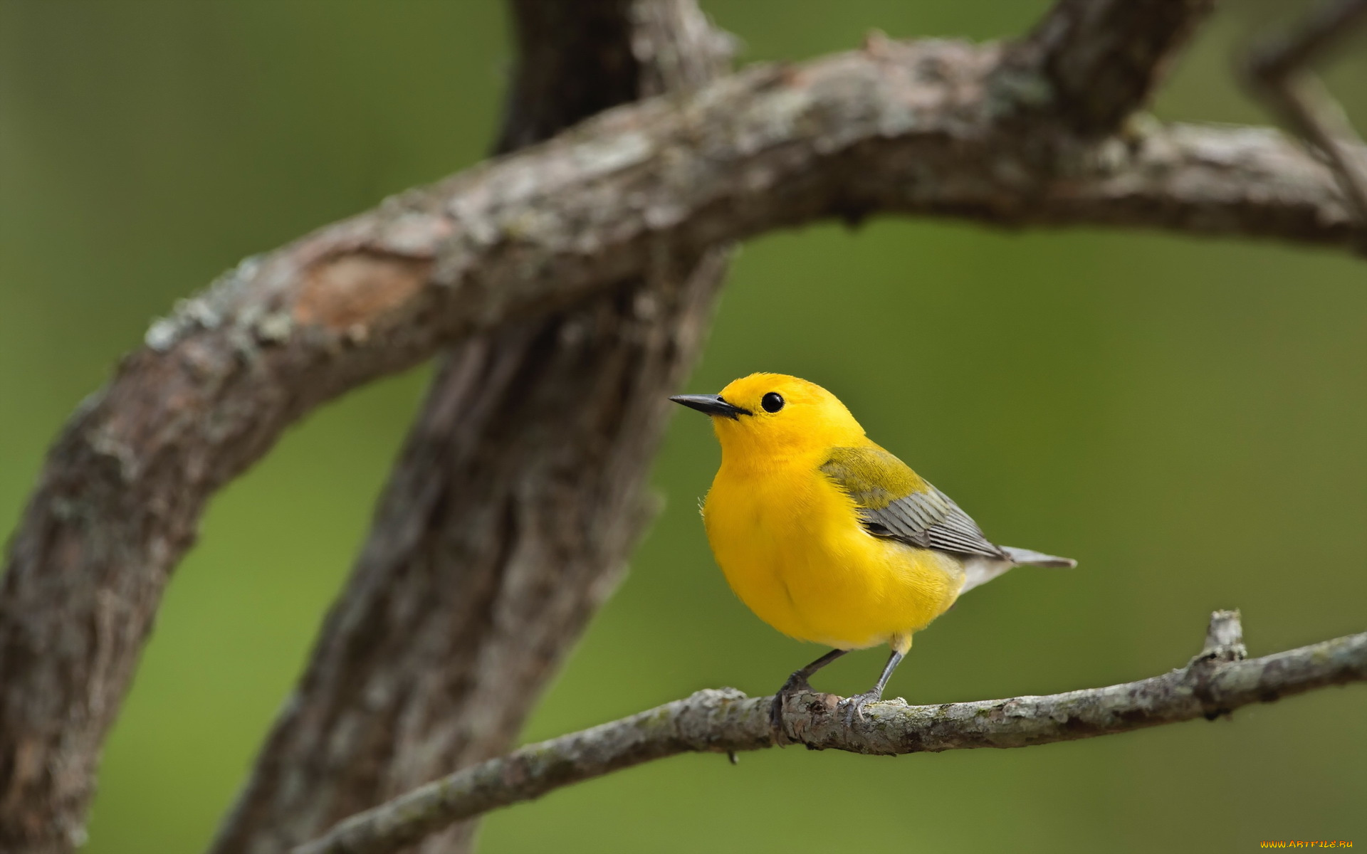 животные, птицы, птица, дерево, природа