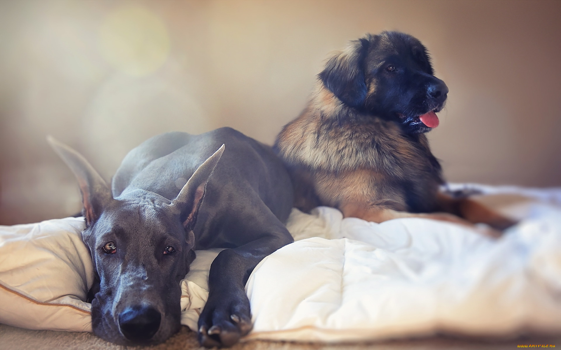животные, собаки, дом, уют