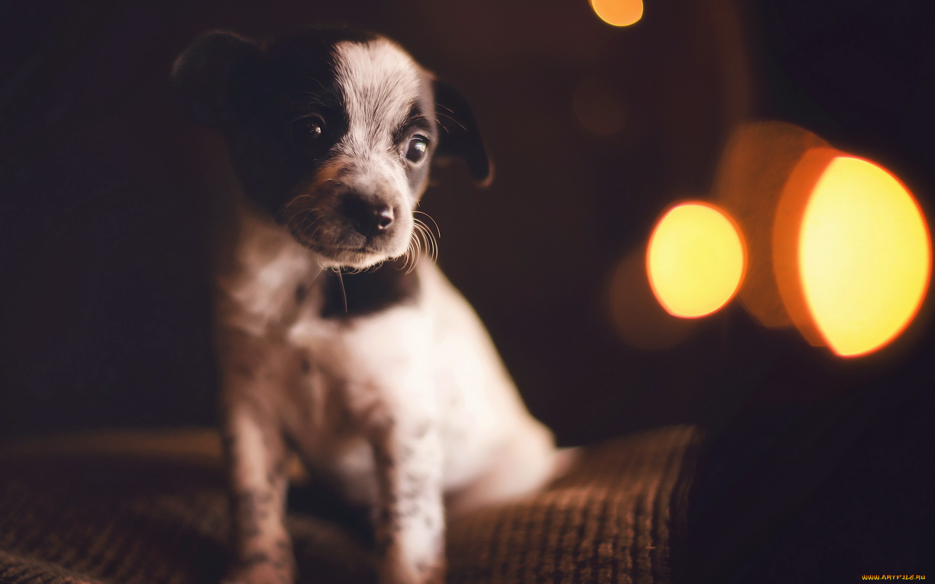 животные, собаки, собака, щенок, взгляд