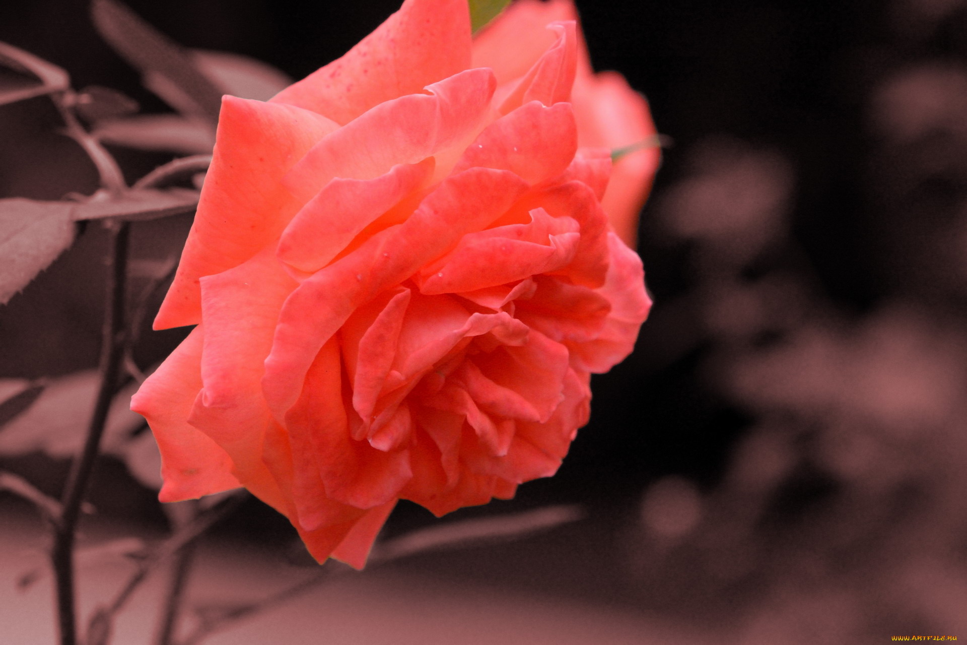 цветы, розы, макро