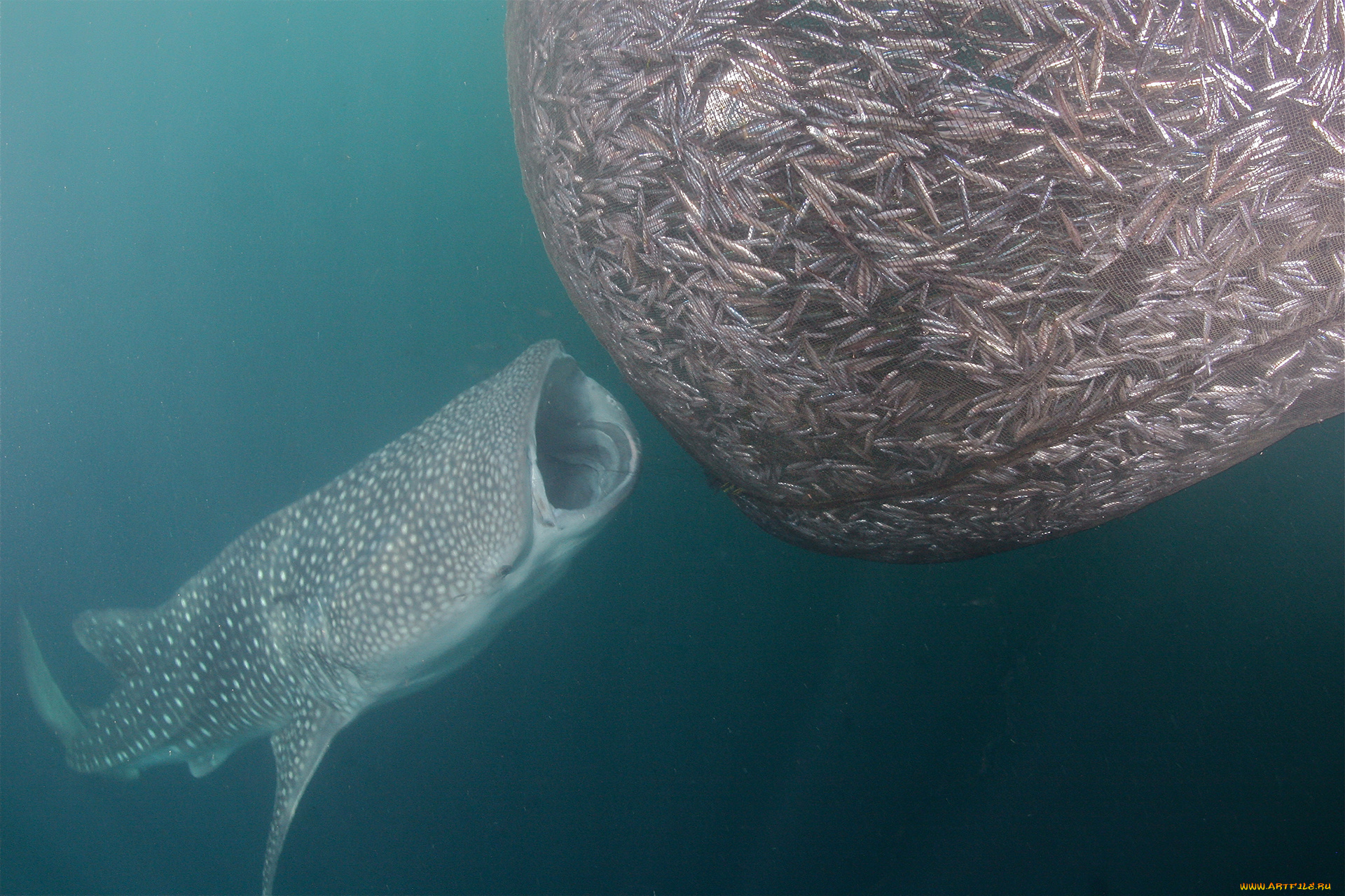 shark, животные, акулы, рыбы, море, хищник, акула