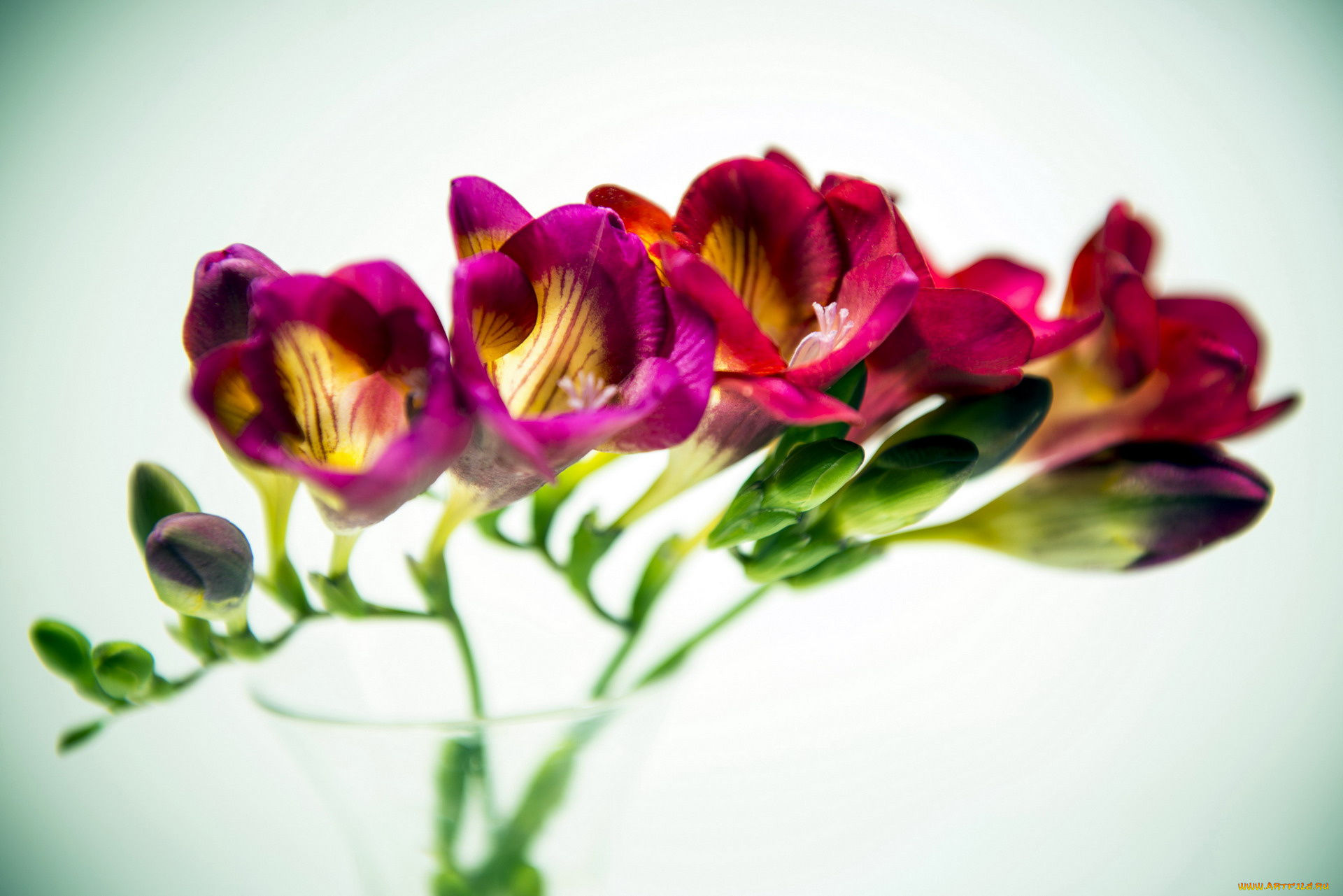 цветы, фрезия, бутоны