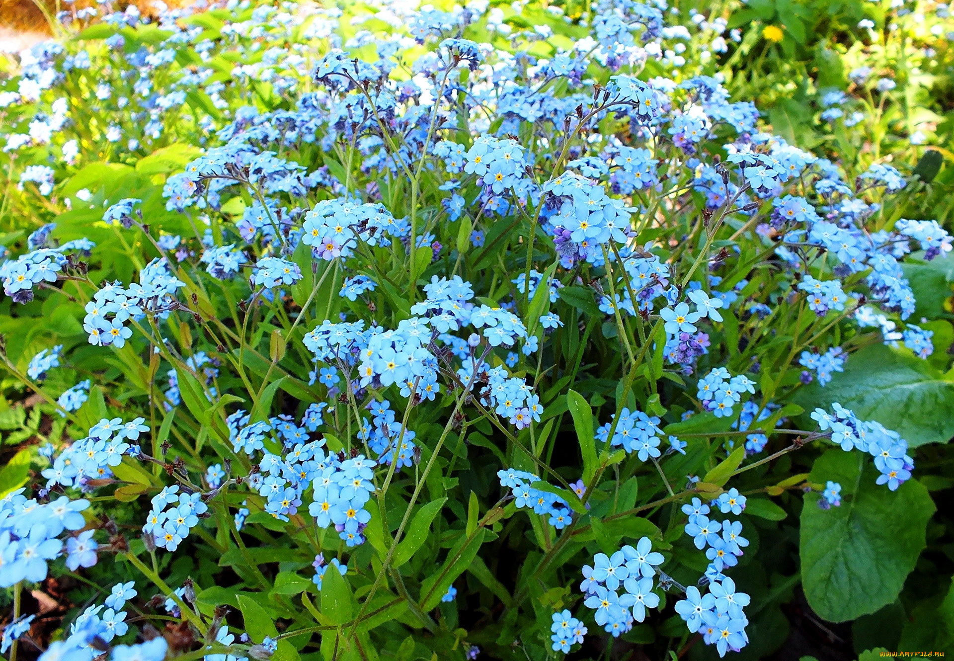 цветы, незабудки, голубой