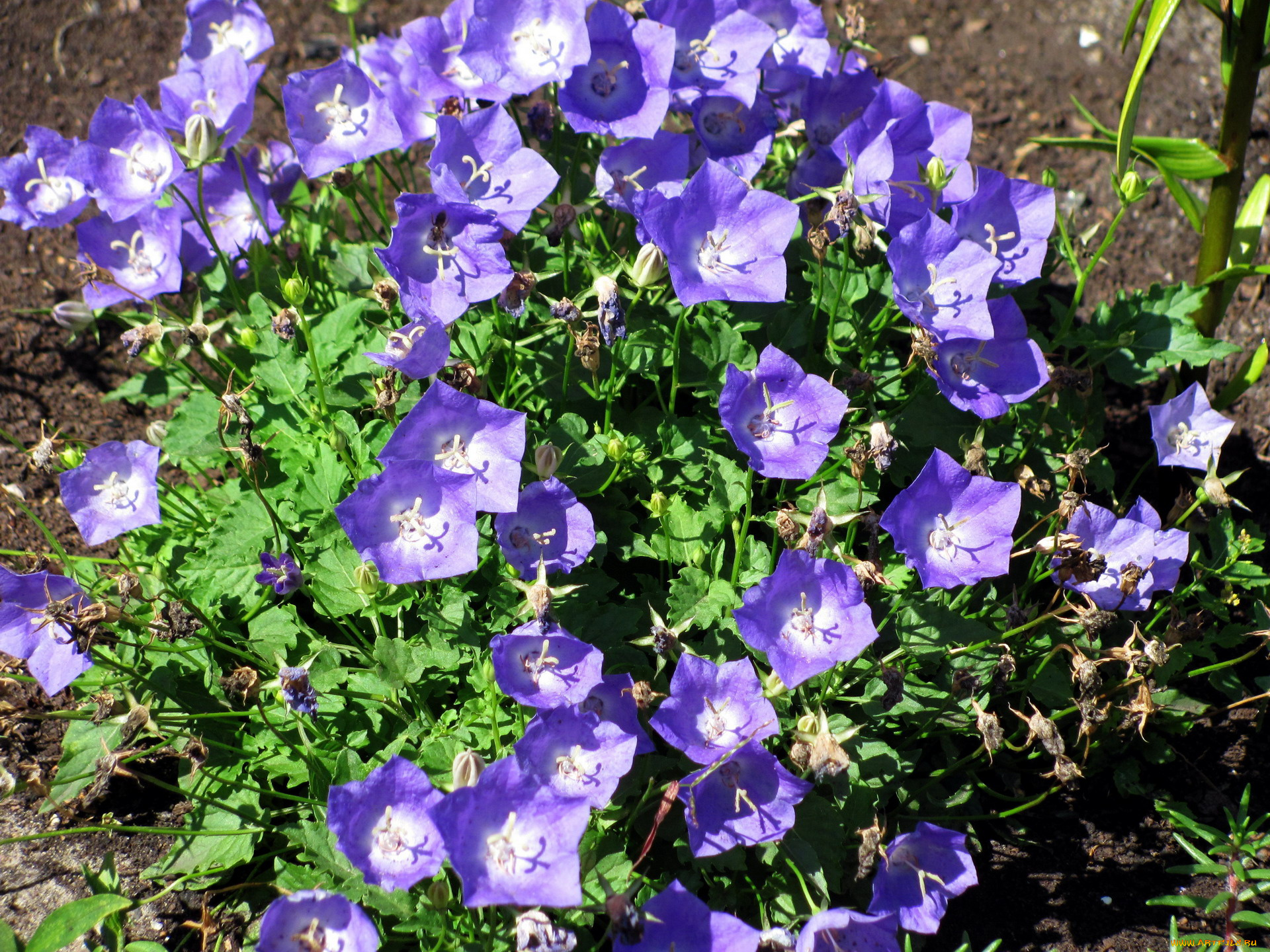 цветы, колокольчики, голубой