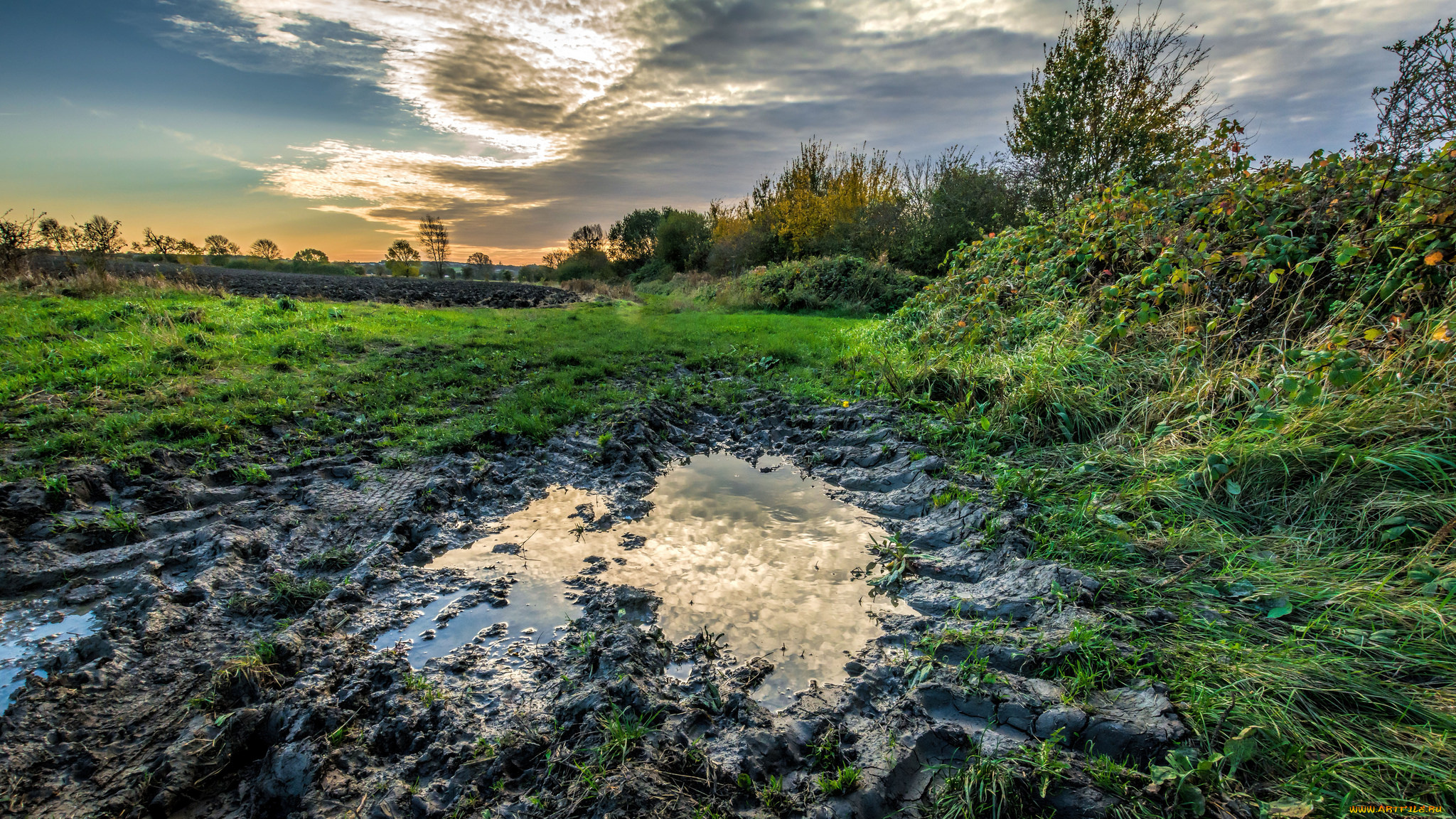 природа, пейзажи, следы, лужа, поле