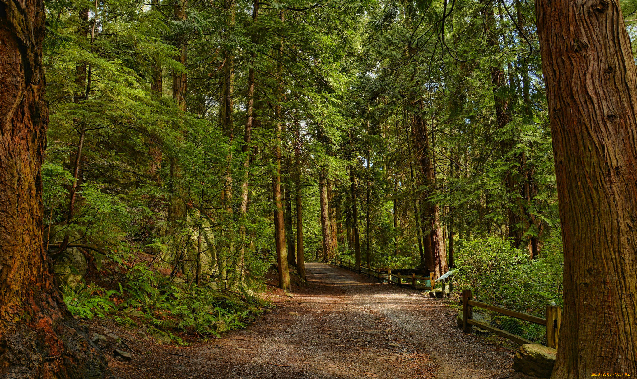 природа, дороги, тракт, лес