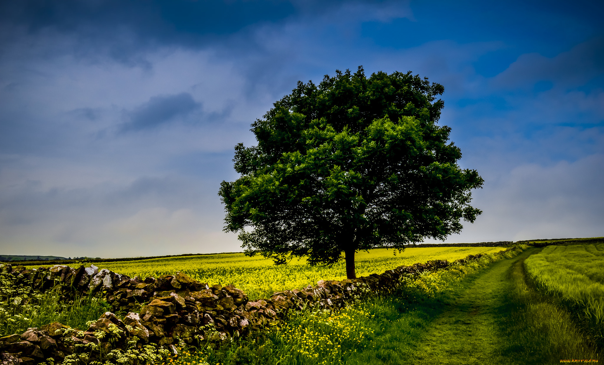 природа, деревья, поле, дерево, небо