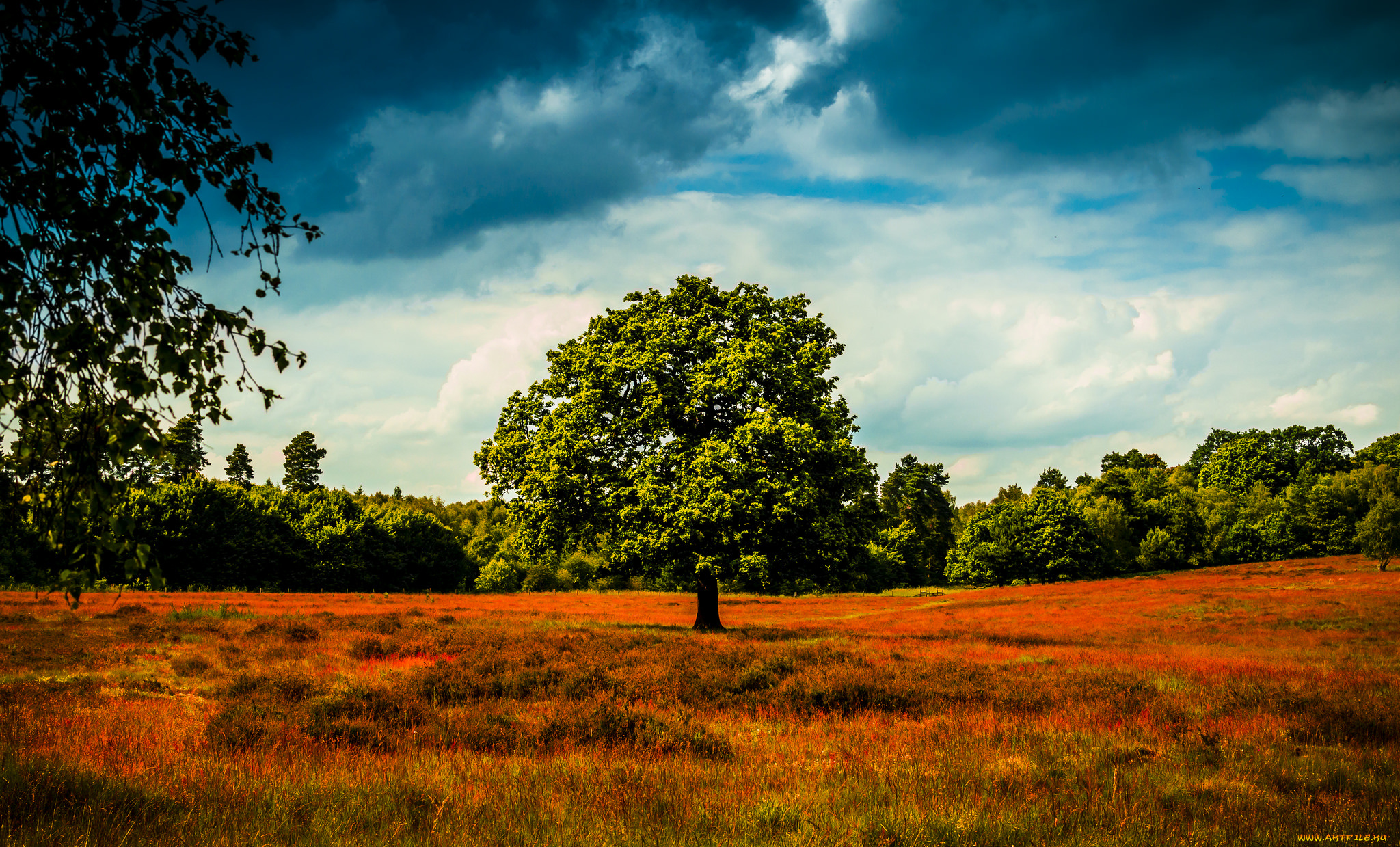 природа, деревья, поле, дерево, небо