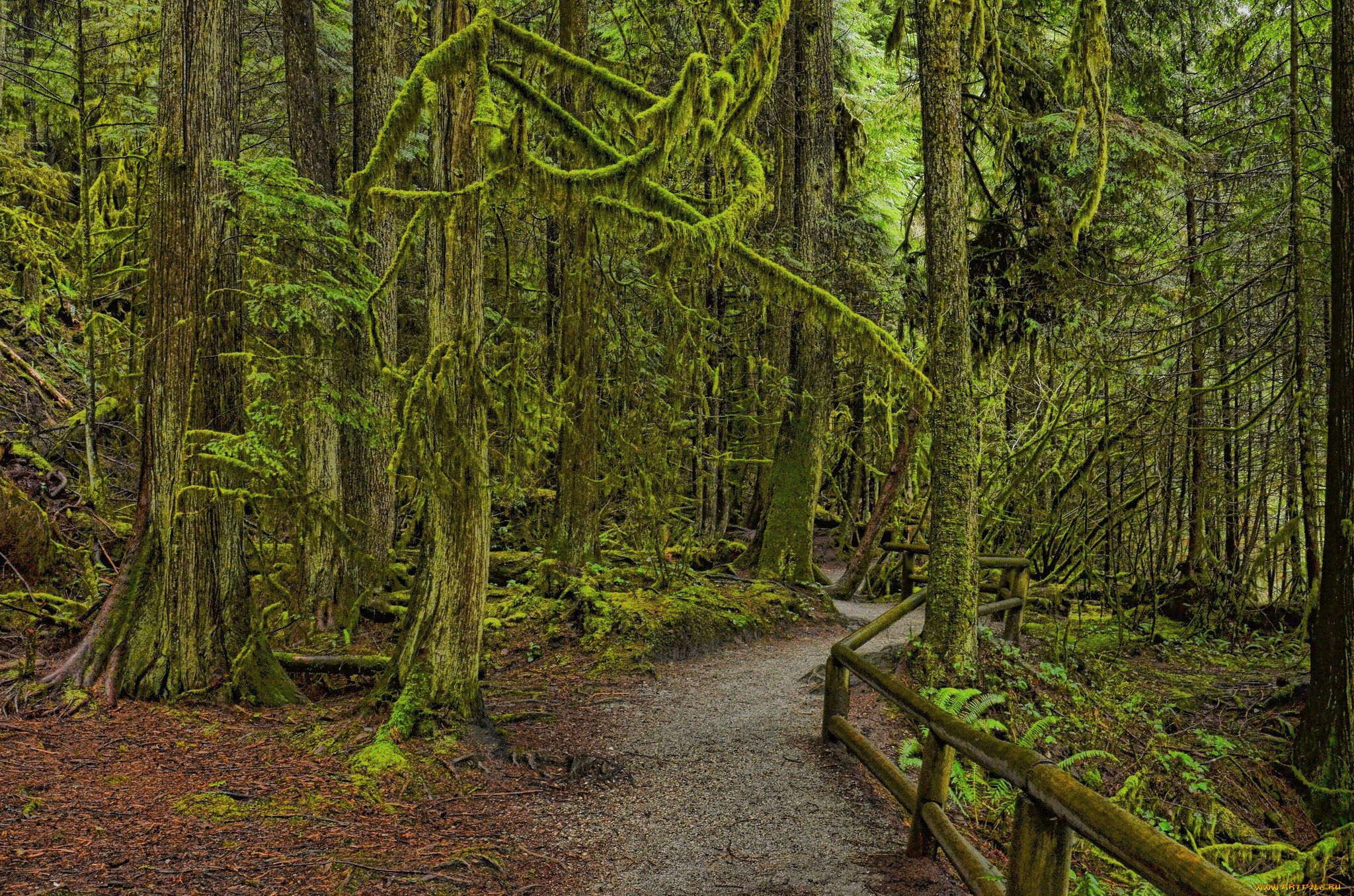 природа, дороги, лес, тропа