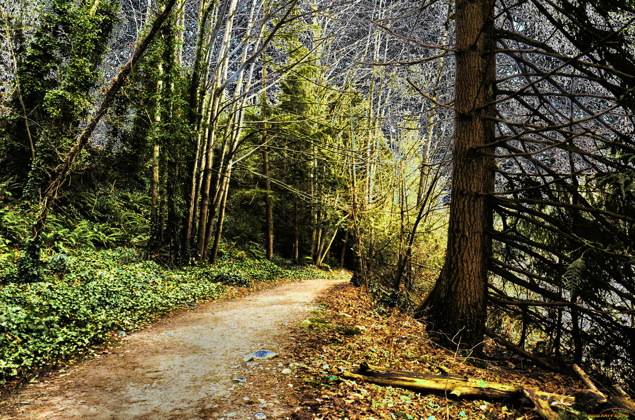 природа, дороги, тропа, лес