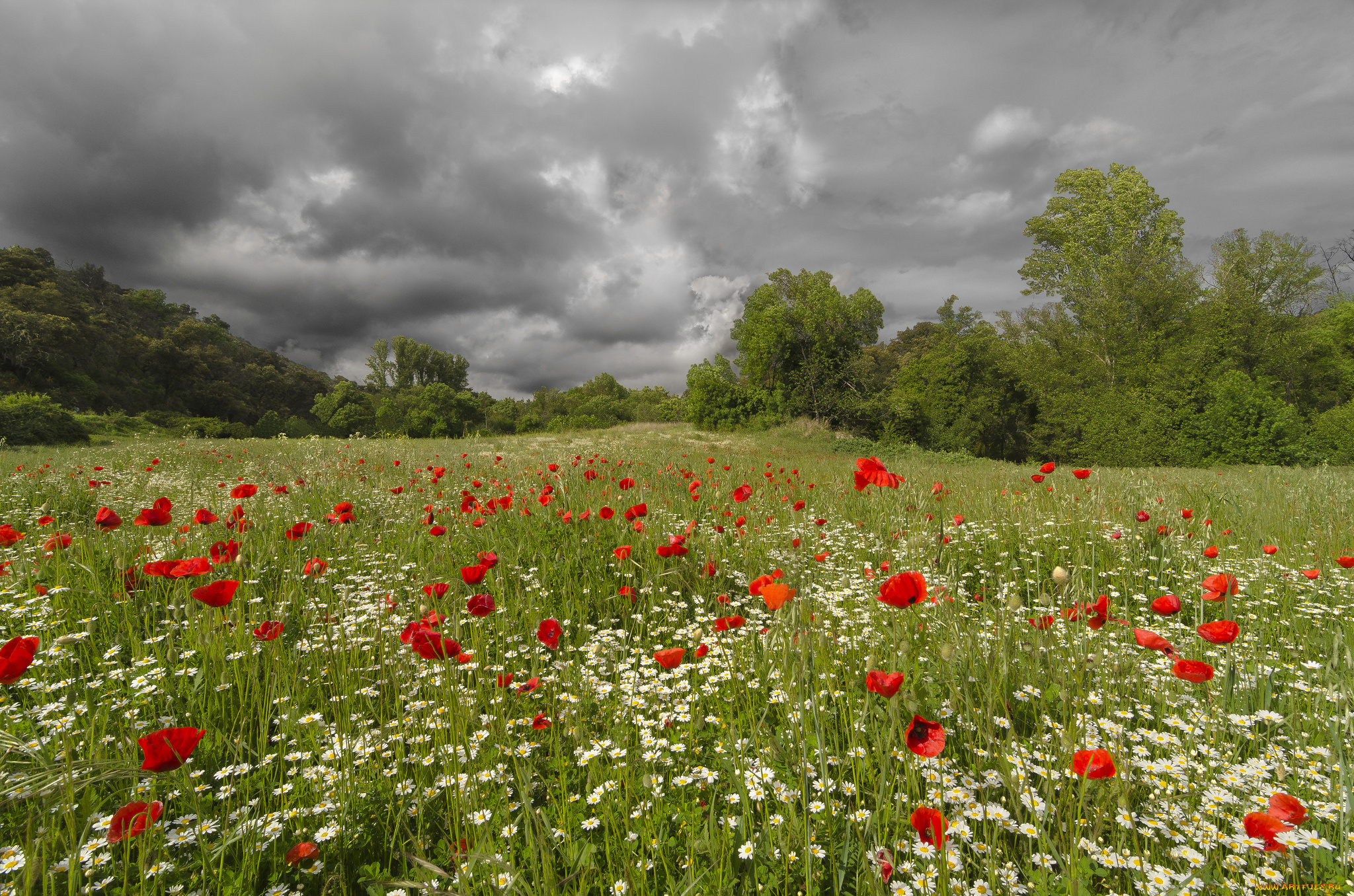 природа, луга, лужайка, лес