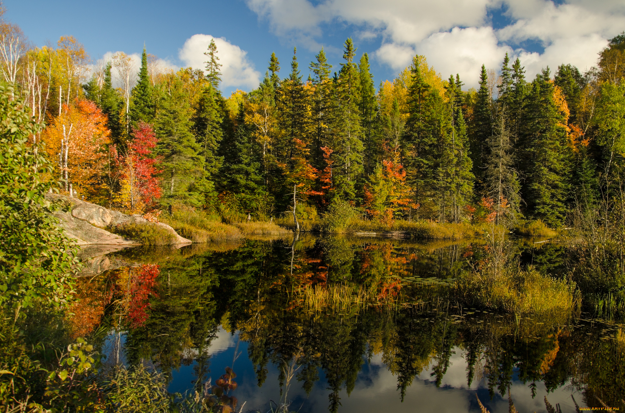 природа, реки, озера, река, лес, осень
