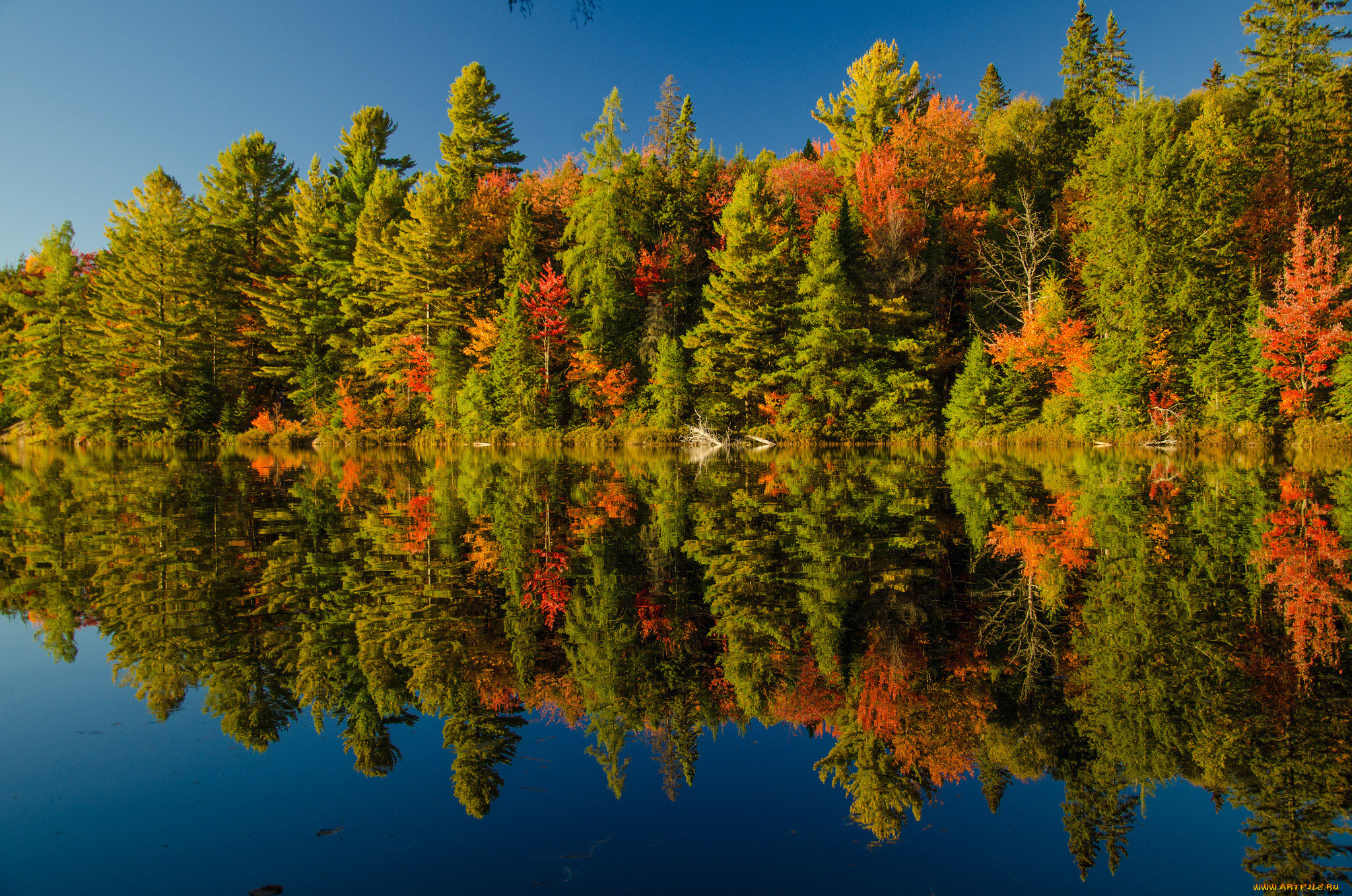 природа, реки, озера, река, лес, осень